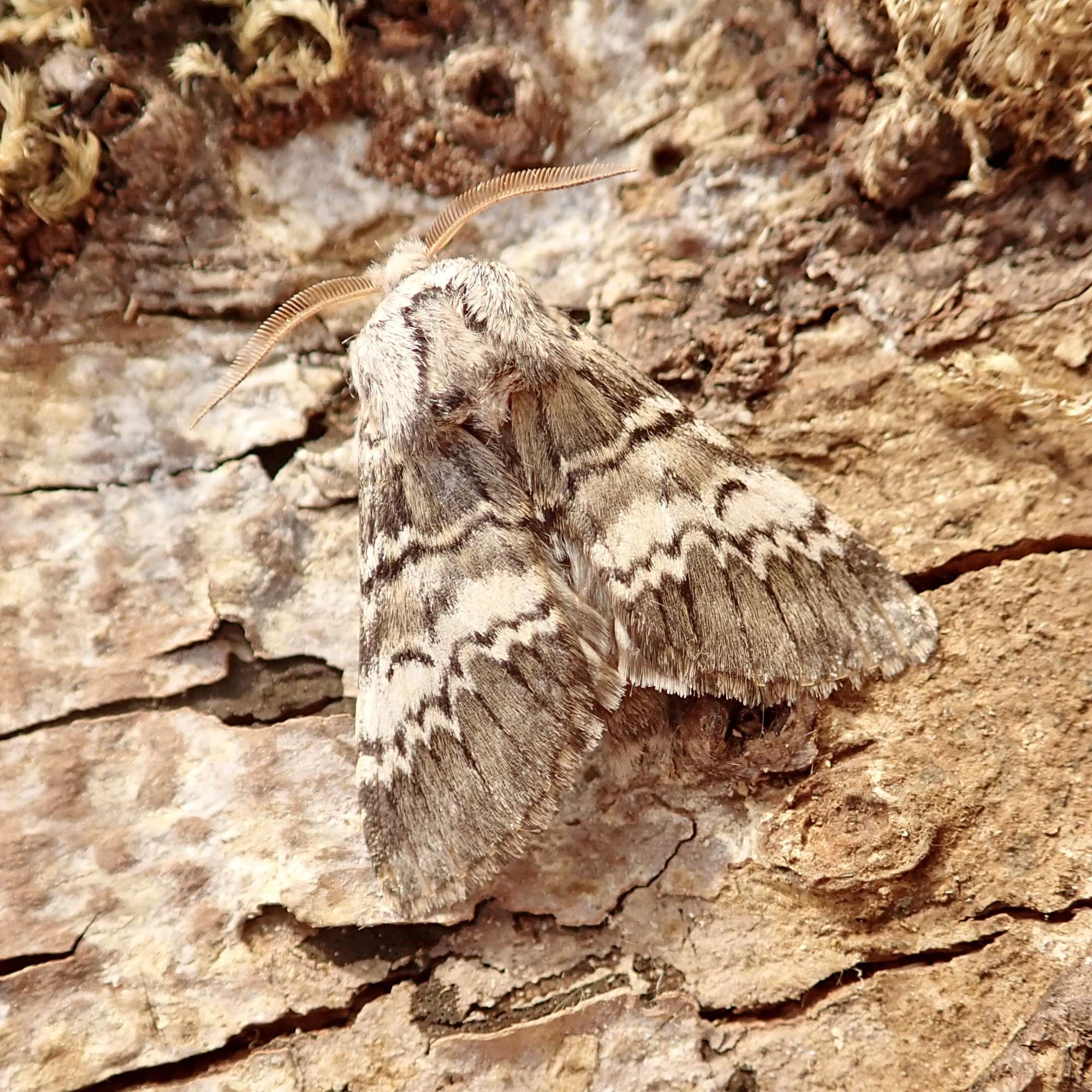 Lunar Marbled Brown (Drymonia ruficornis) photographed in Somerset by Sue Davies