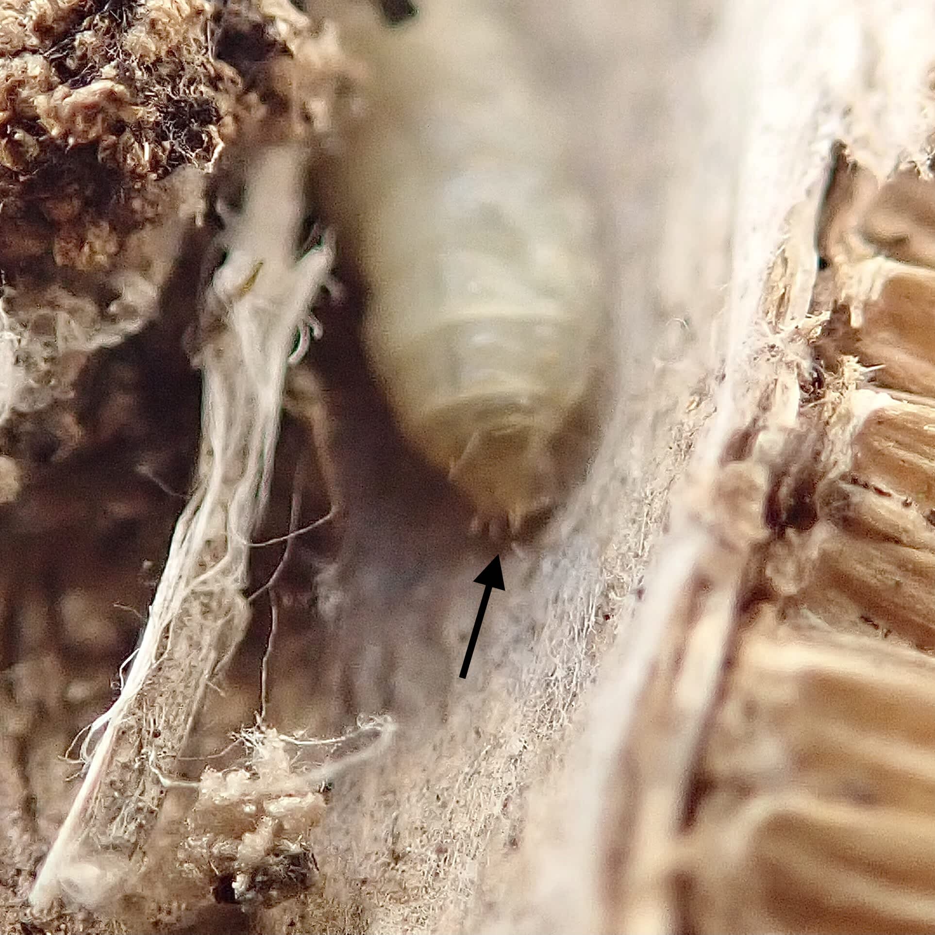Bordered Marble (Endothenia marginana) photographed in Somerset by Sue Davies