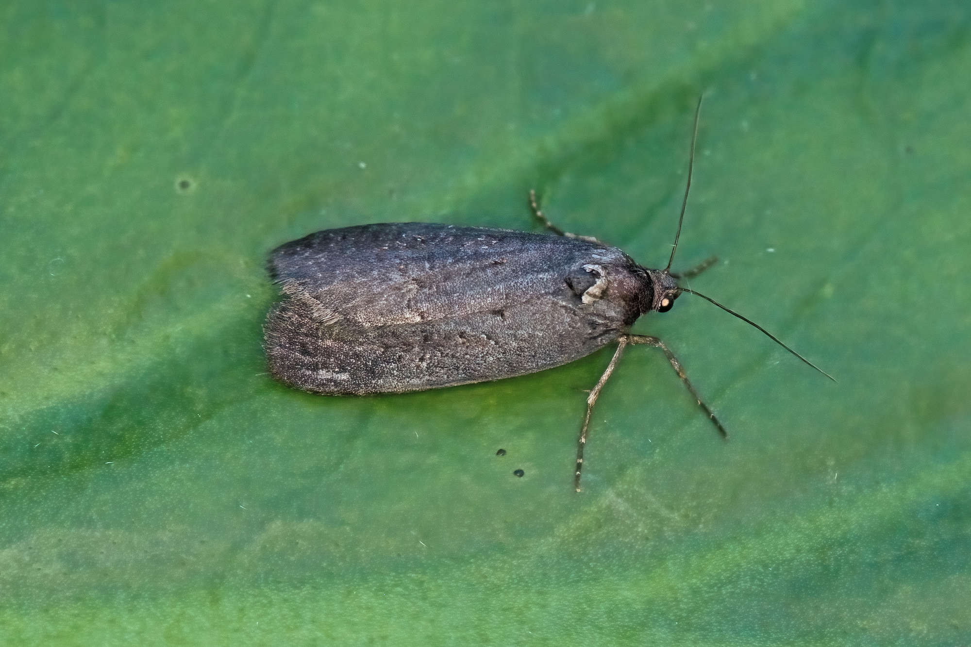 The Anomalous (Stilbia anomala) photographed in Somerset by Nigel Voaden