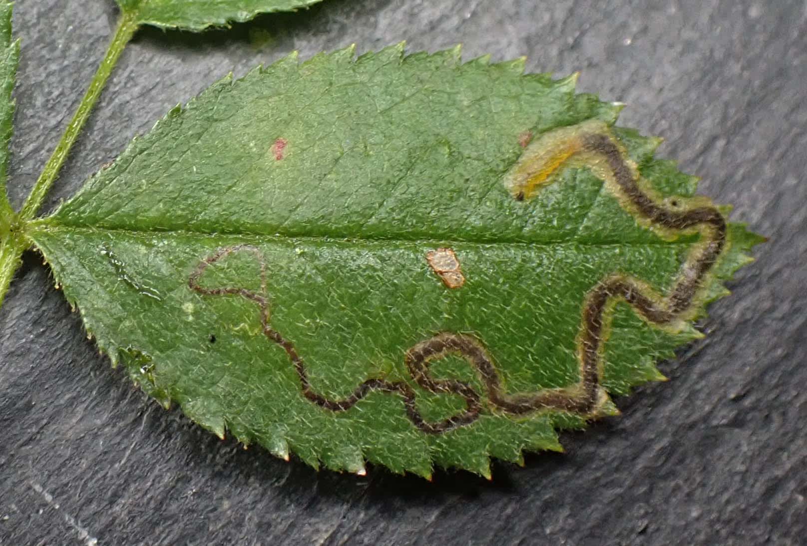 Rose Leaf-miner (Stigmella anomalella) photographed in Somerset by Jenny Vickers