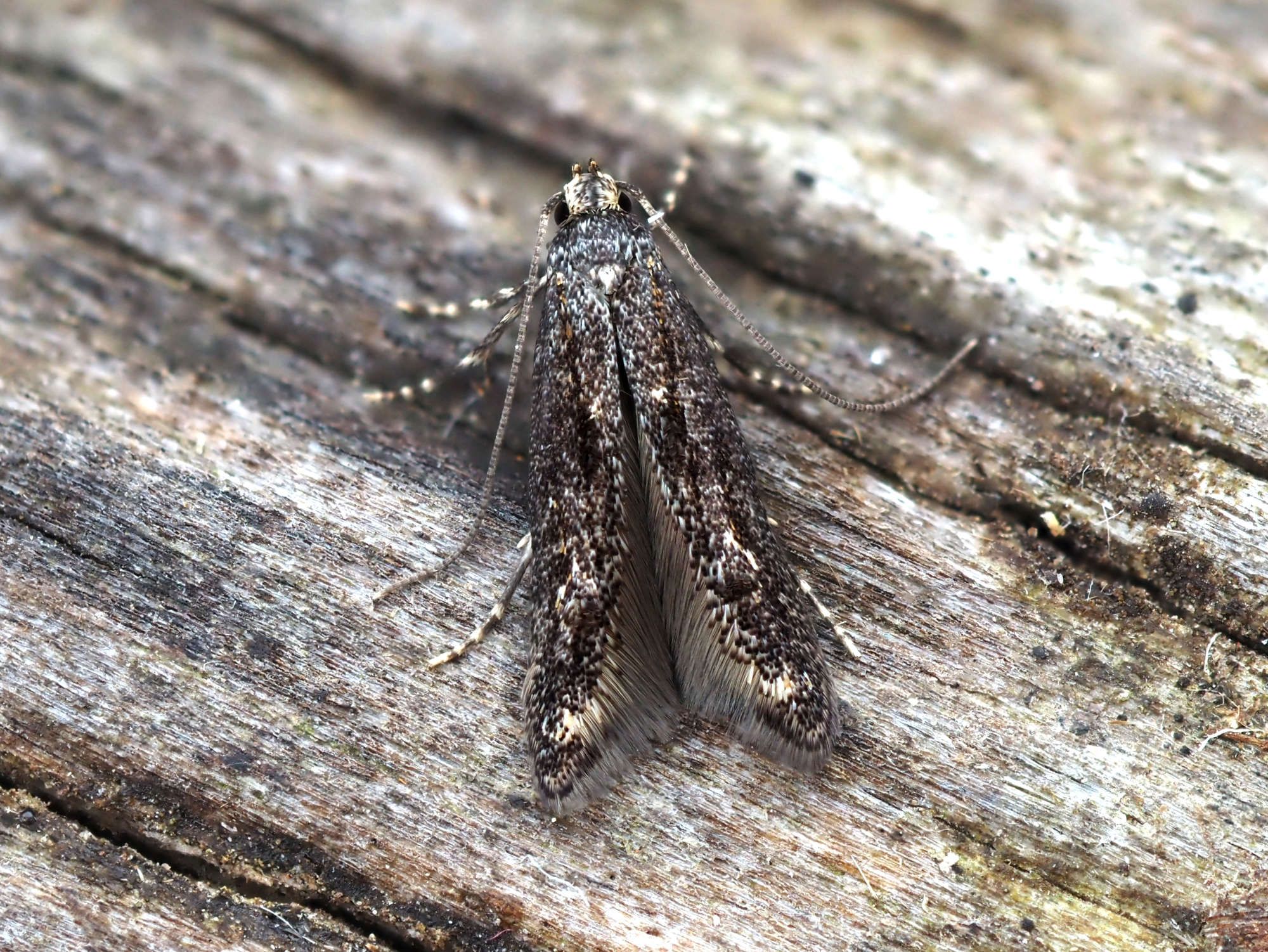 Apple-pith Moth (Blastodacna atra) photographed in Somerset by Steve Chapple