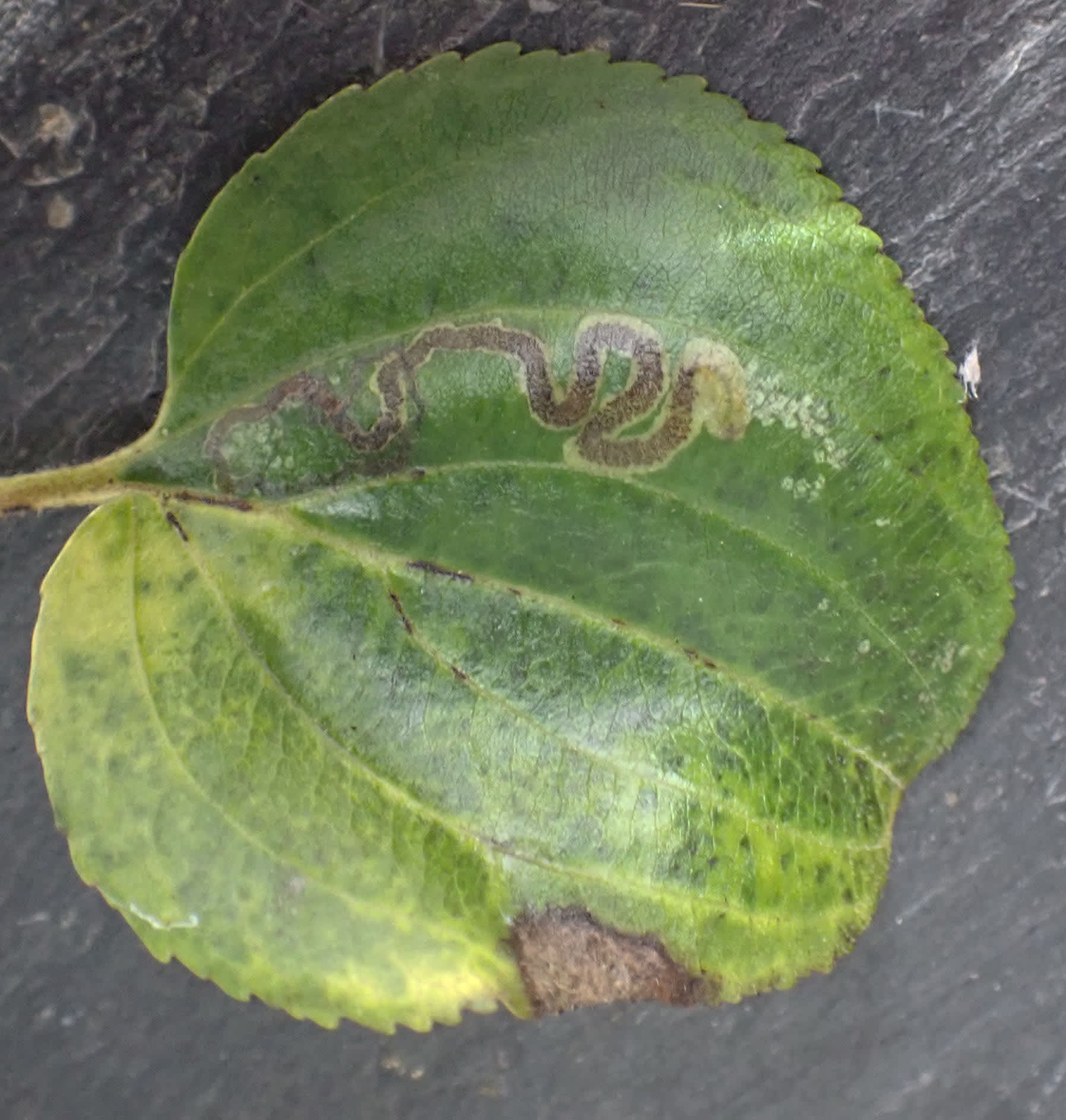 Buckthorn Pigmy (Stigmella catharticella) photographed in Somerset by Jenny Vickers