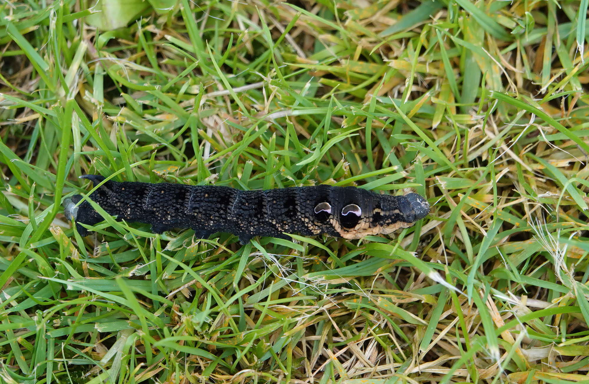 Elephant Hawk-moth | Somerset Moths