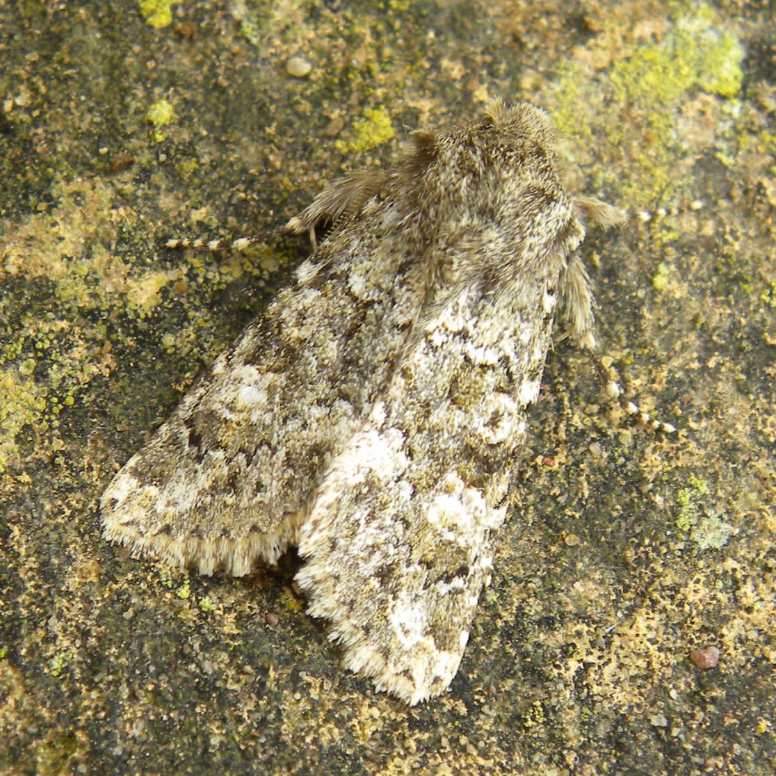 Feathered Ranunculus (Polymixis lichenea) photographed in Somerset by Sue Davies