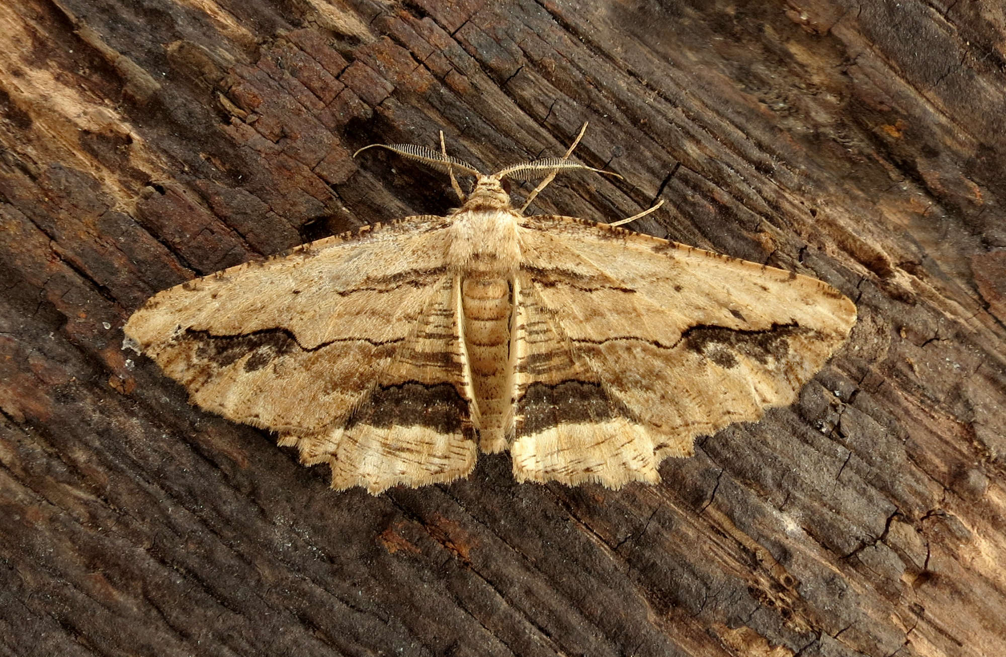 Waved Umber (Menophra abruptaria) photographed in Somerset by Steve Chapple