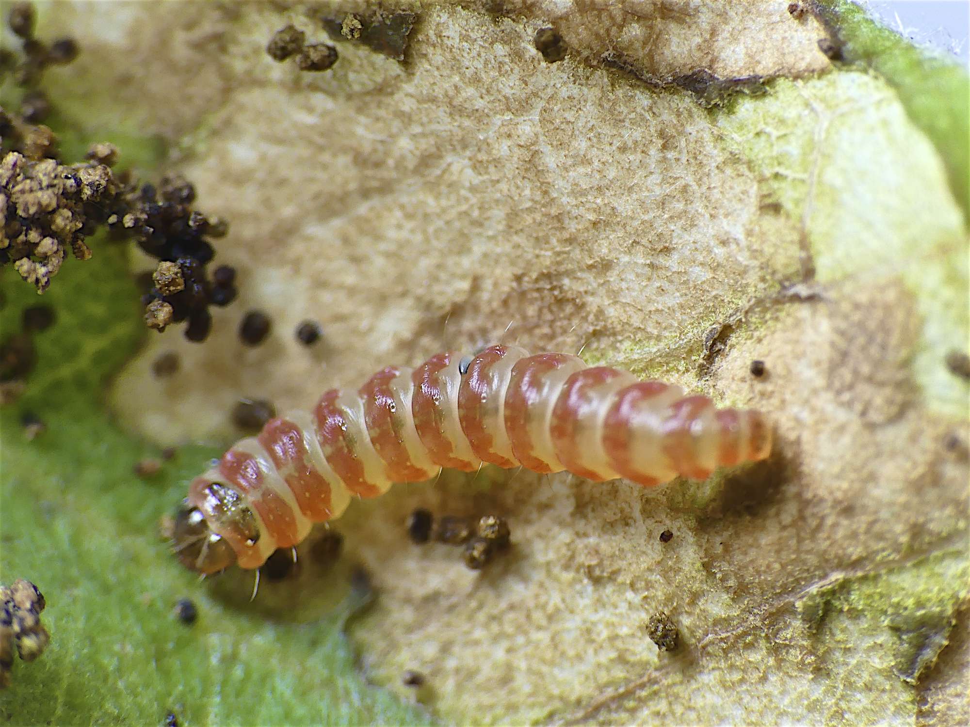 Brown Oak Slender (Acrocercops brongniardella) photographed in Somerset by Paul Wilkins