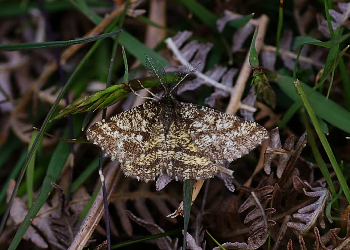 Common Heath (Ematurga atomaria) photographed in Somerset by John Connolly