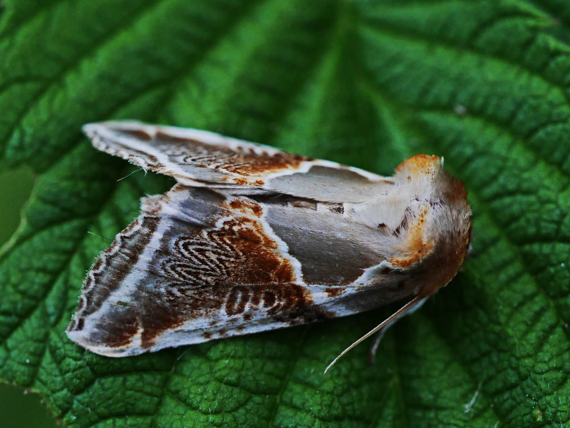 Buff Arches (Habrosyne pyritoides) photographed in Somerset by John Connolly