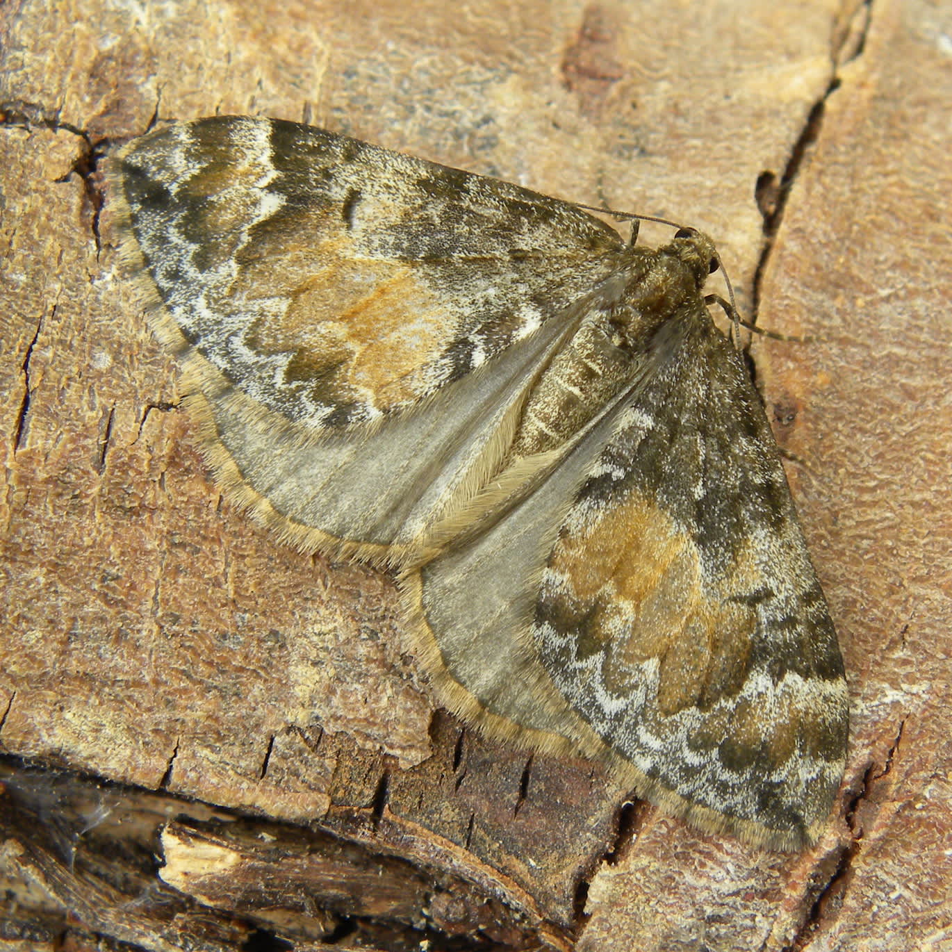 Common Marbled Carpet (Dysstroma truncata) photographed in Somerset by Sue Davies