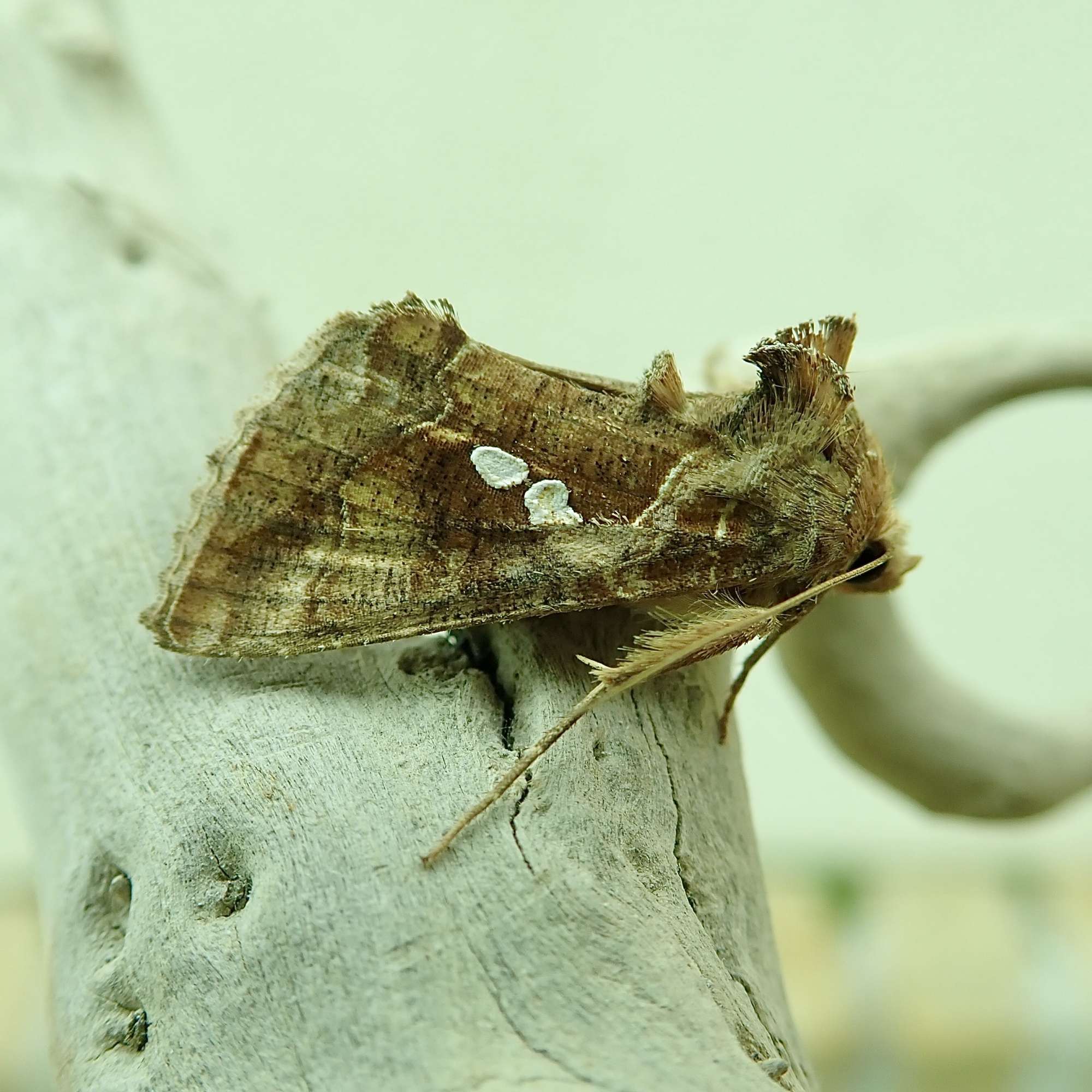 Golden Twin-spot (Chrysodeixis chalcites) photographed in Somerset by Sue Davies