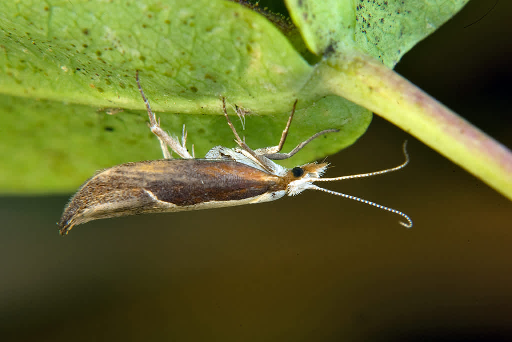 Honeysuckle Moth (Ypsolopha dentella) photographed in Somerset by John Bebbington