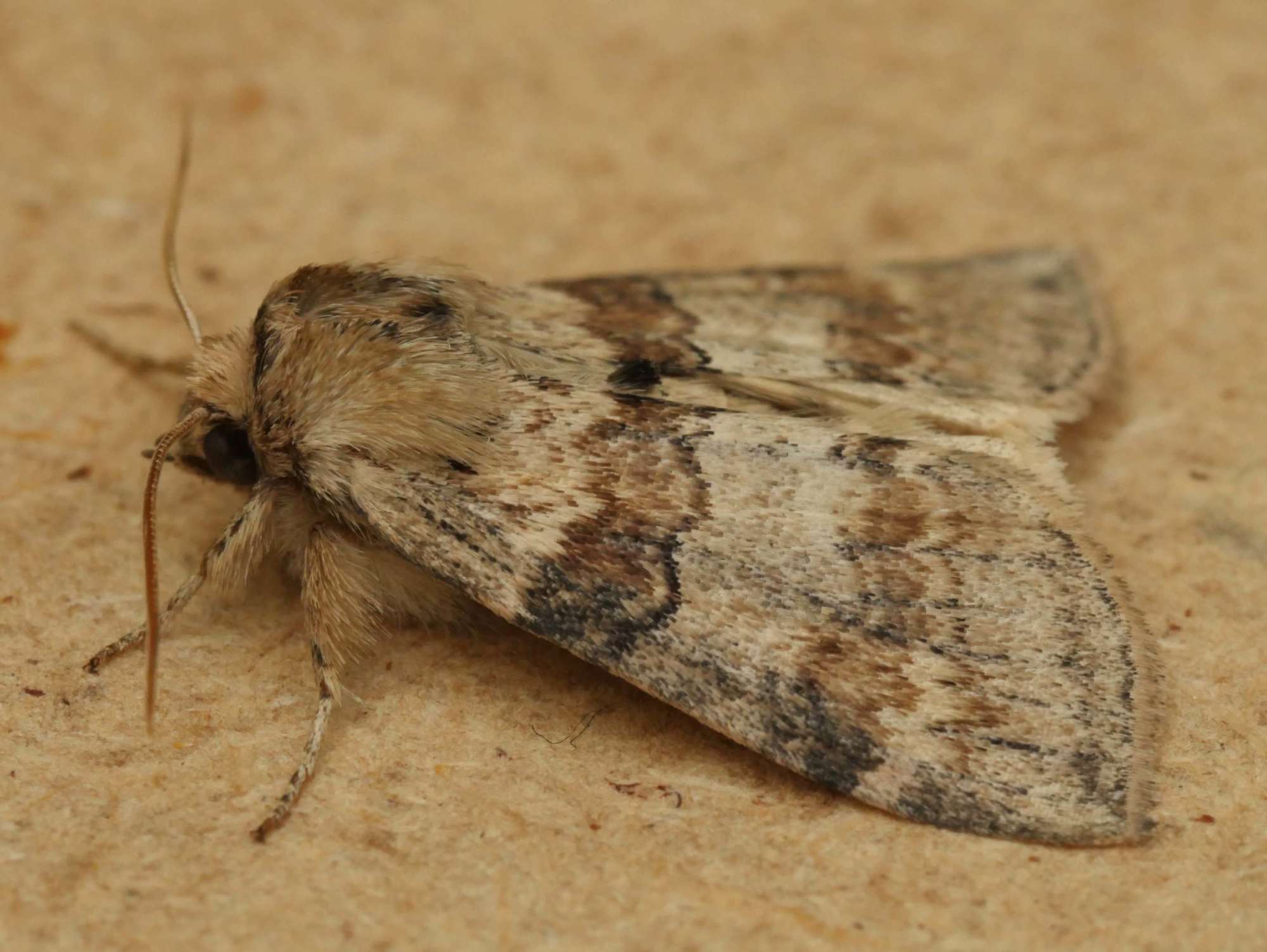 Oak Lutestring (Cymatophorina diluta) photographed in Somerset by Jenny Vickers