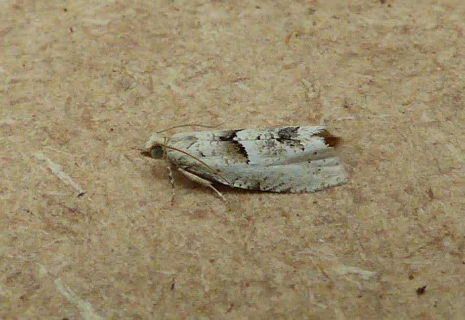 Crescent Bell (Epinotia bilunana) photographed in Somerset by Jenny Vickers