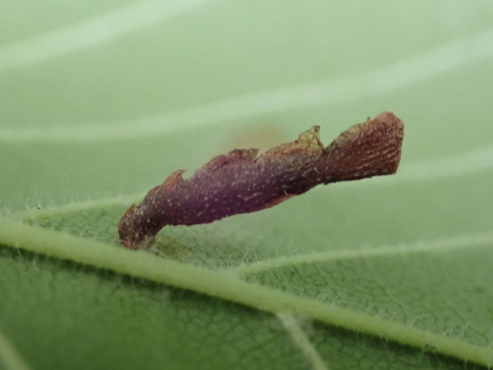 Dark Elm Case-bearer (Coleophora limosipennella) photographed in Somerset by Christopher Iles