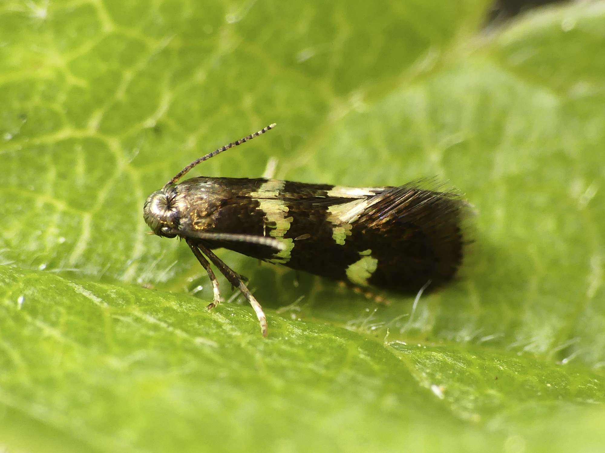 Yellow-spot Lift (Antispila petryi) photographed in Somerset by Paul Wilkins