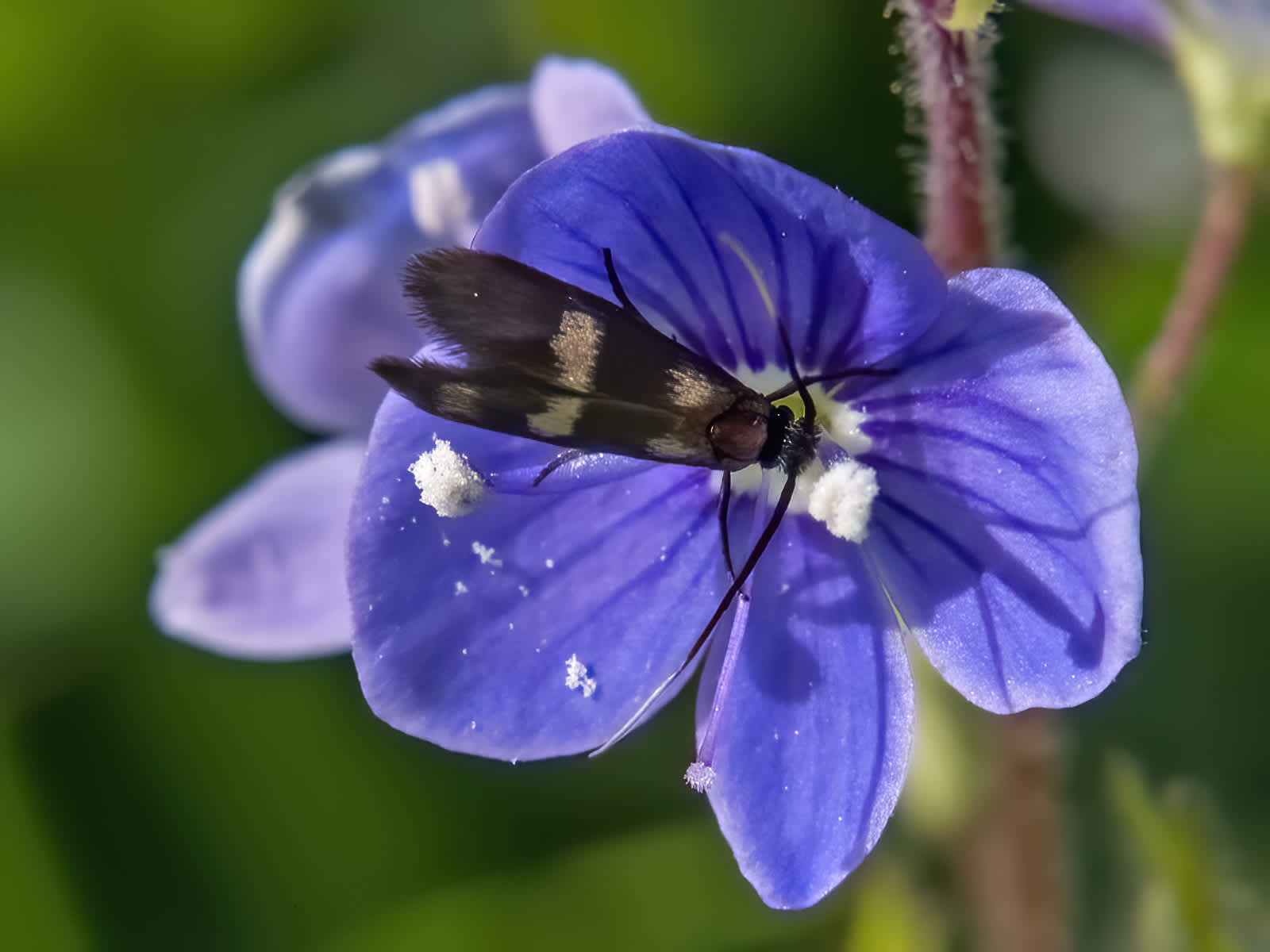 Little Long-horn (Cauchas fibulella) photographed in Somerset by John Bebbington