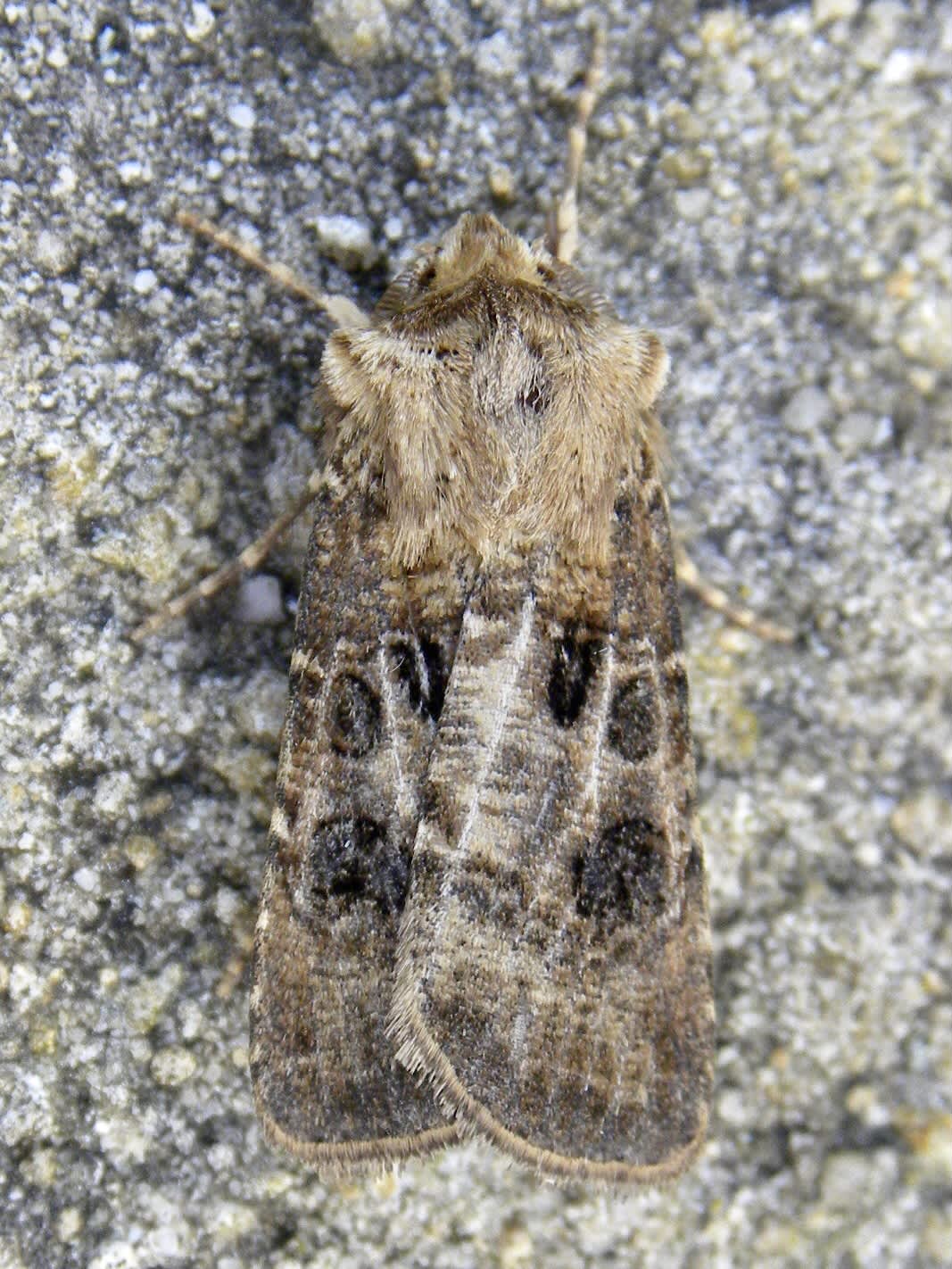 Heart & Club (Agrotis clavis) photographed in Somerset by Sue Davies