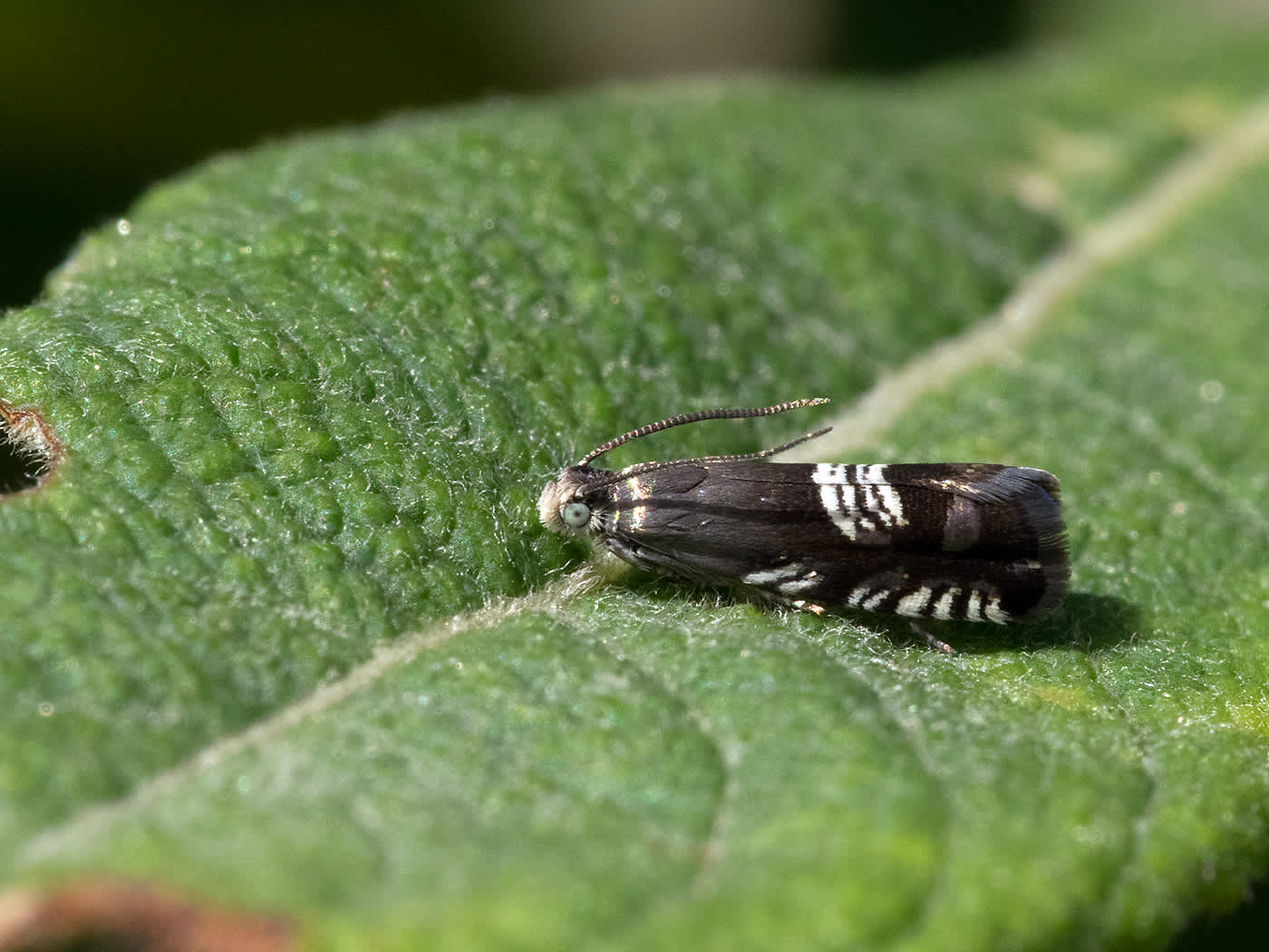 Triple-stripe Piercer (Grapholita compositella) photographed in Somerset by John Bebbington