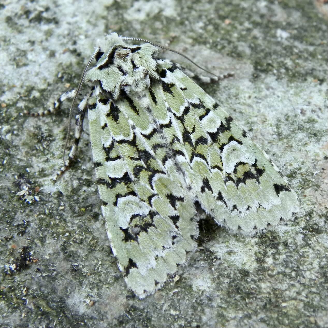 Merveille du Jour (Griposia aprilina) photographed in Somerset by Sue Davies