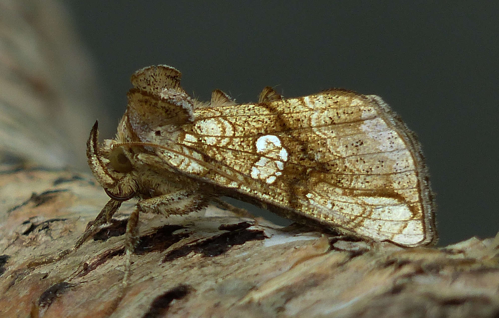 Golden Plusia (Polychrysia moneta) photographed in Somerset by Jenny Vickers