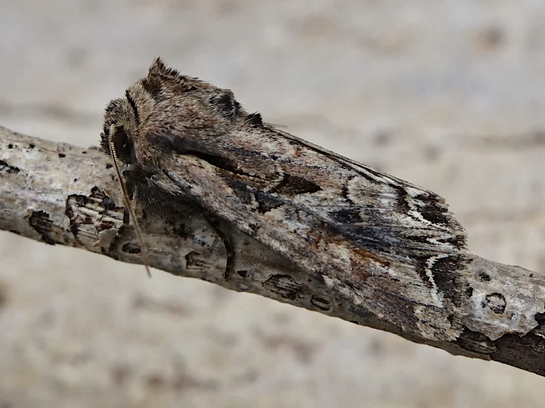 Dog's Tooth (Lacanobia suasa) photographed in Somerset by Sue Davies