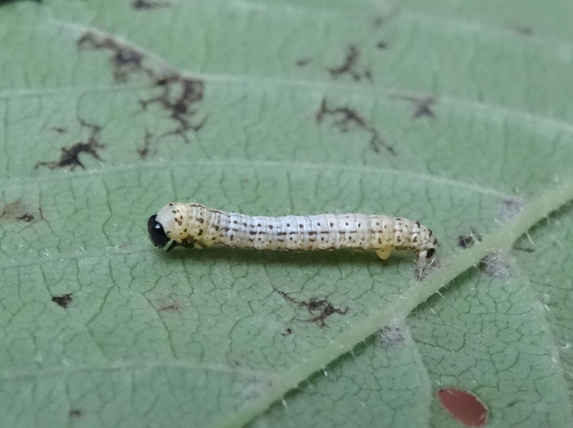 Clouded Magpie (Abraxas sylvata) photographed in Somerset by Christopher Iles