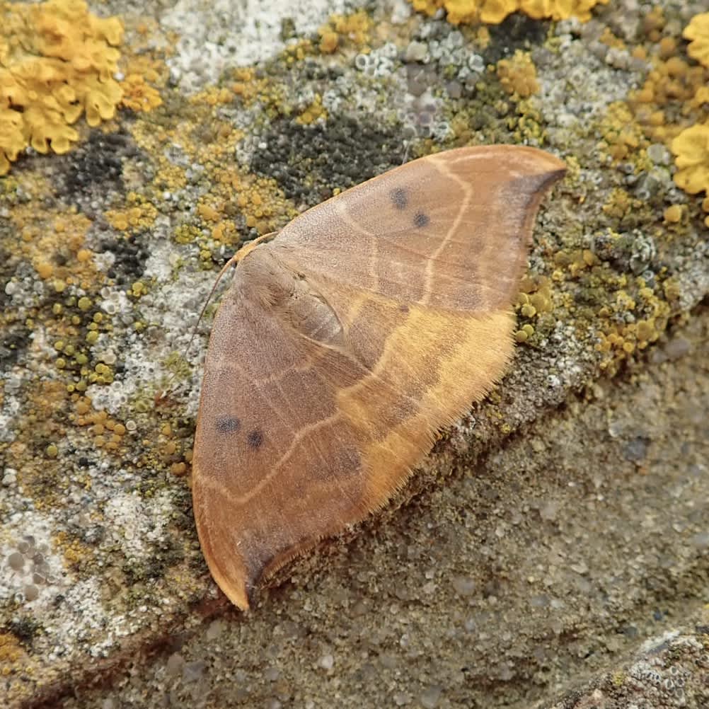 Oak Hook-tip (Watsonalla binaria) photographed in Somerset by Sue Davies