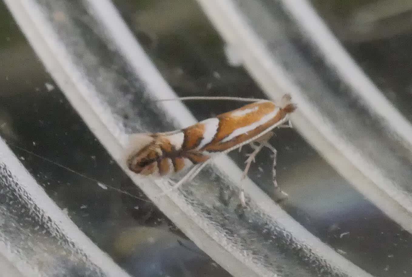 Common Thorn Midget (Phyllonorycter oxyacanthae) photographed in Somerset by Jenny Vickers