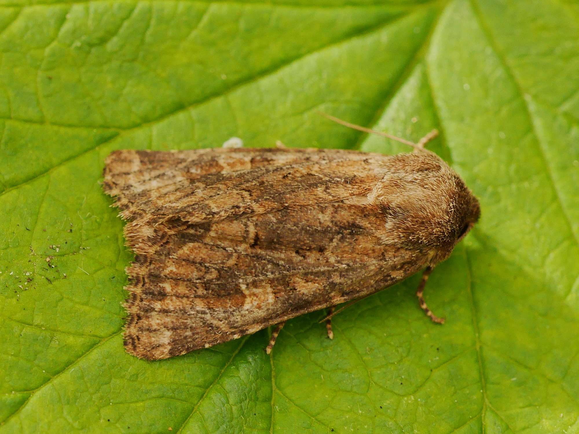 Flounced Rustic (Luperina testacea) photographed in Somerset by John Connolly