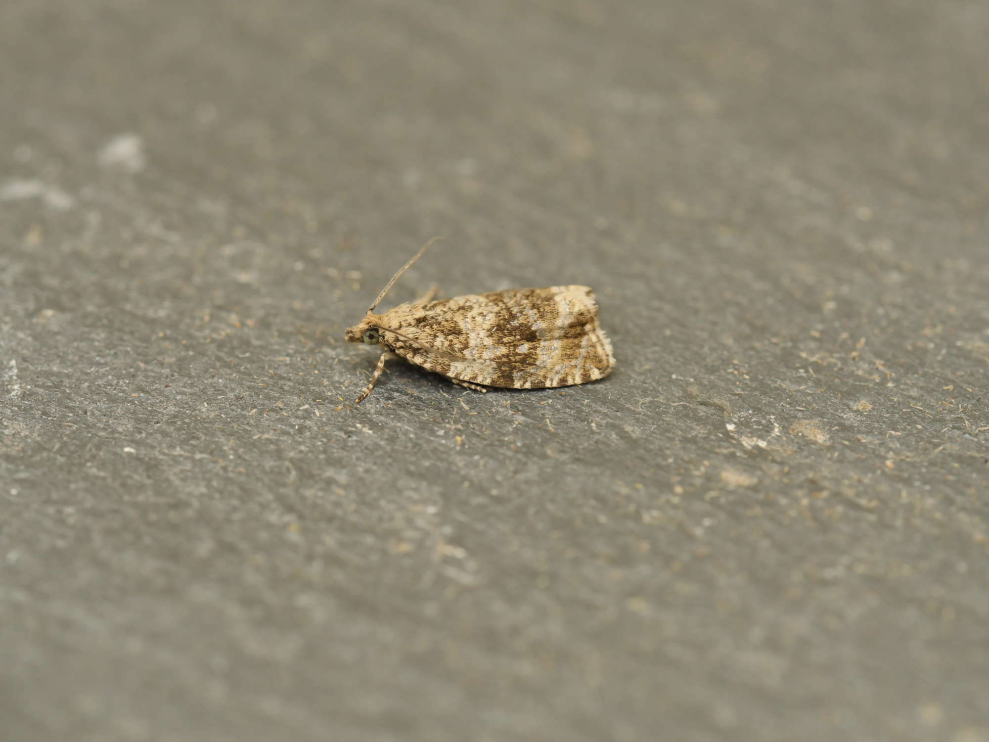 Common Marble (Celypha lacunana) photographed in Somerset by Jenny Vickers