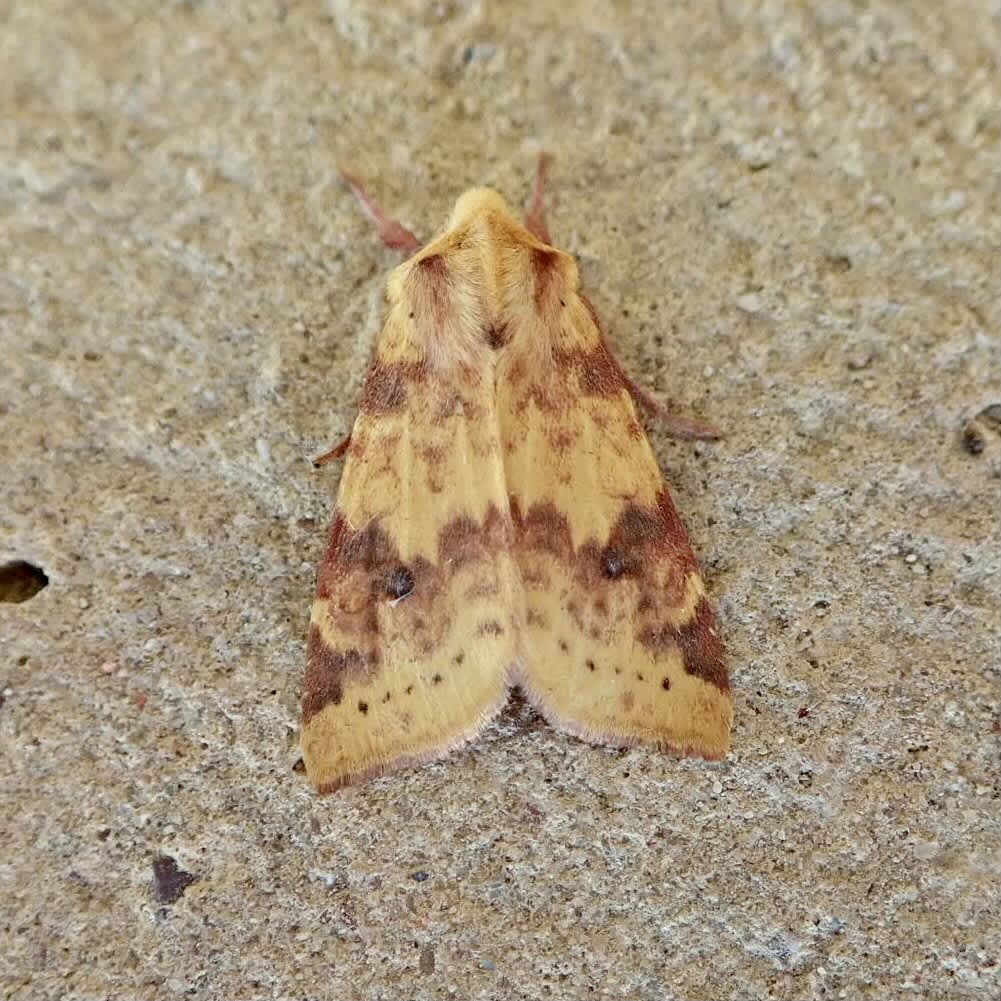 The Sallow (Cirrhia icteritia) photographed in Somerset by Sue Davies