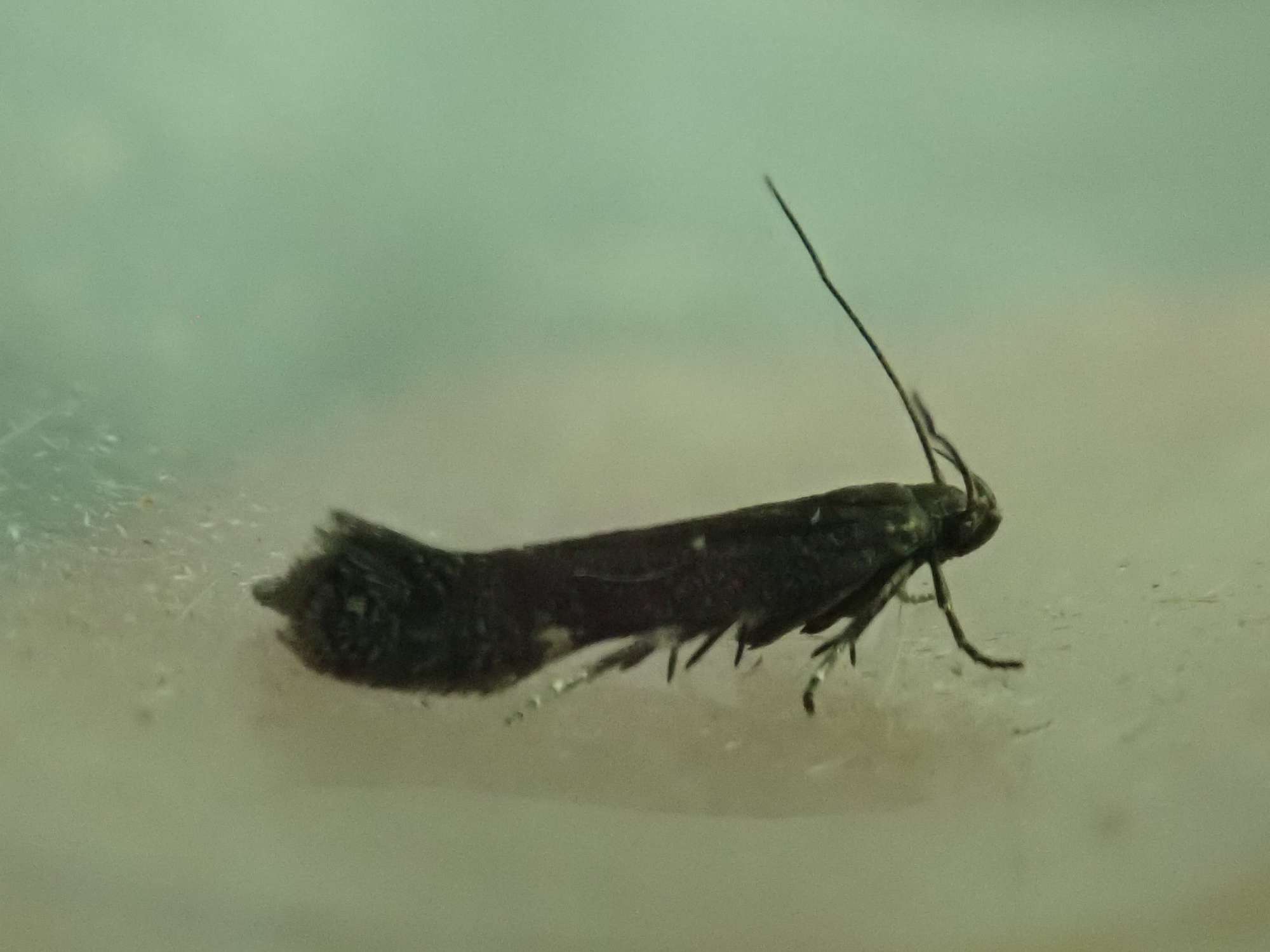 Vetch Sober (Aproaerema anthyllidella) photographed in Somerset by Christopher Iles