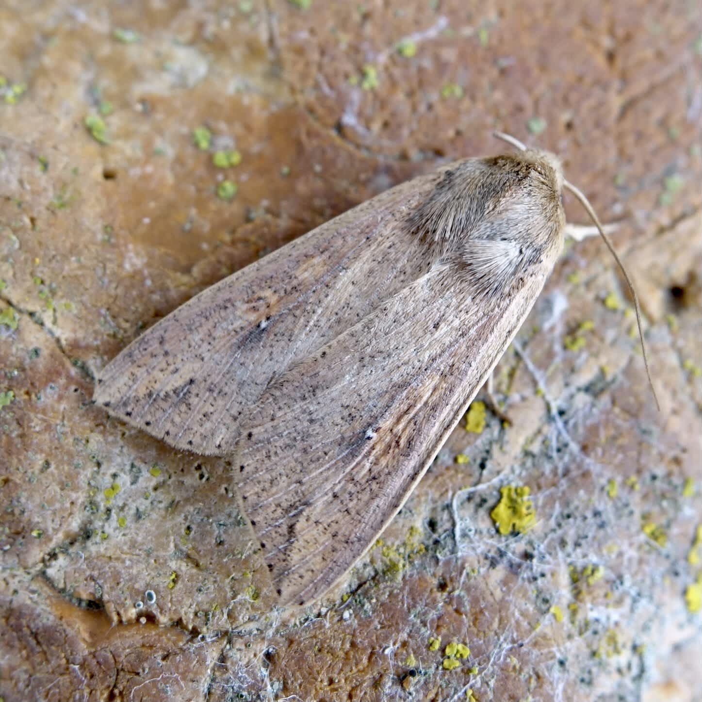 White-speck (Mythimna unipuncta) photographed in Somerset by Sue Davies