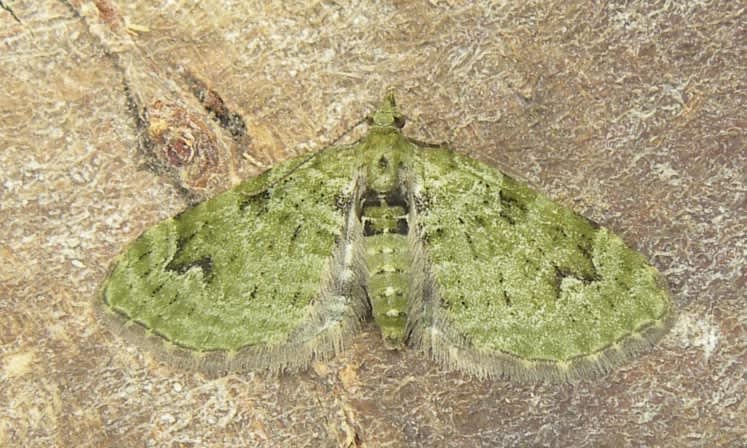 V-Pug (Chloroclystis v-ata) photographed in Somerset by Sue Davies