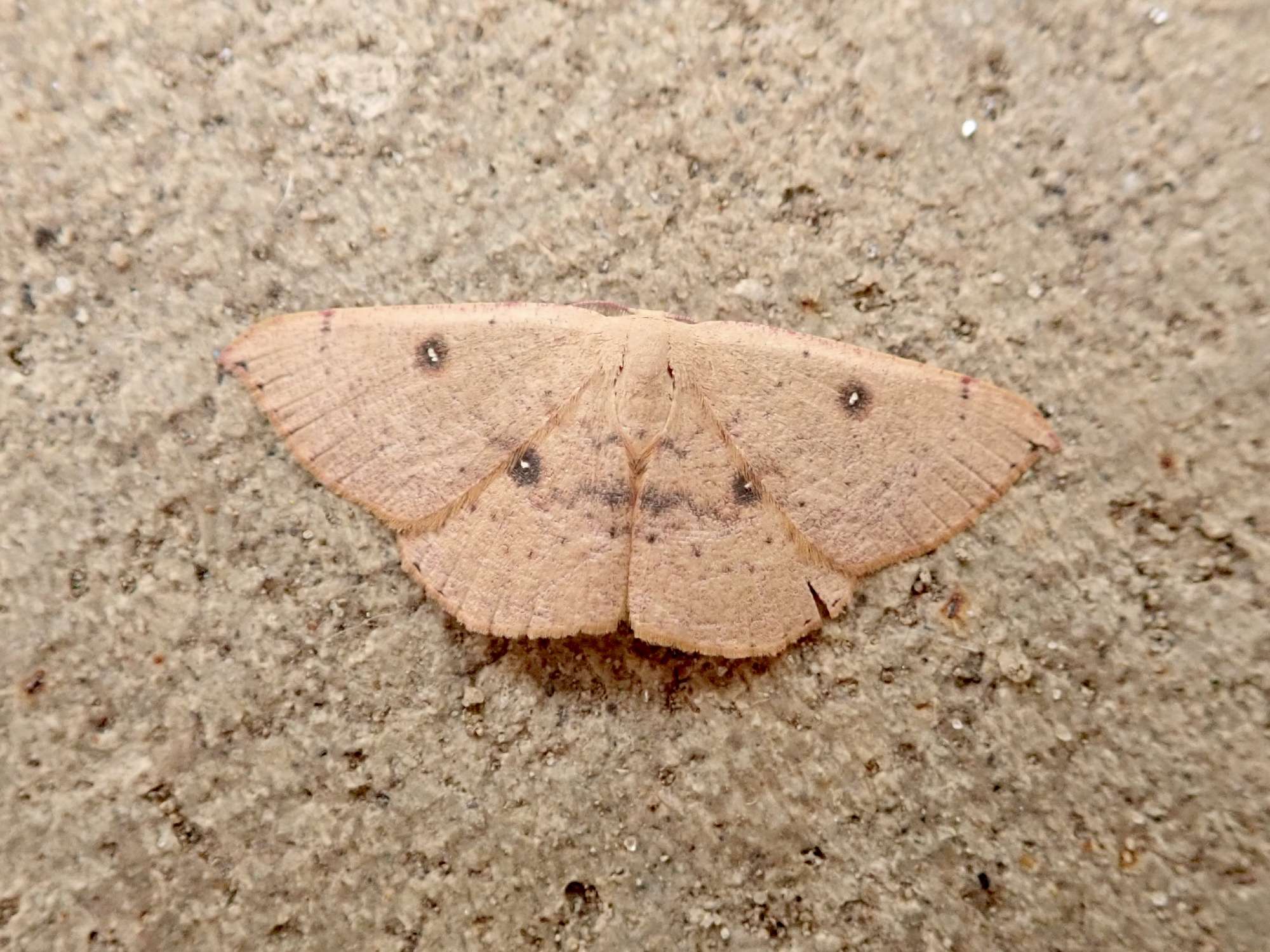 Blair's Mocha (Cyclophora puppillaria) photographed in Somerset by Sue Davies