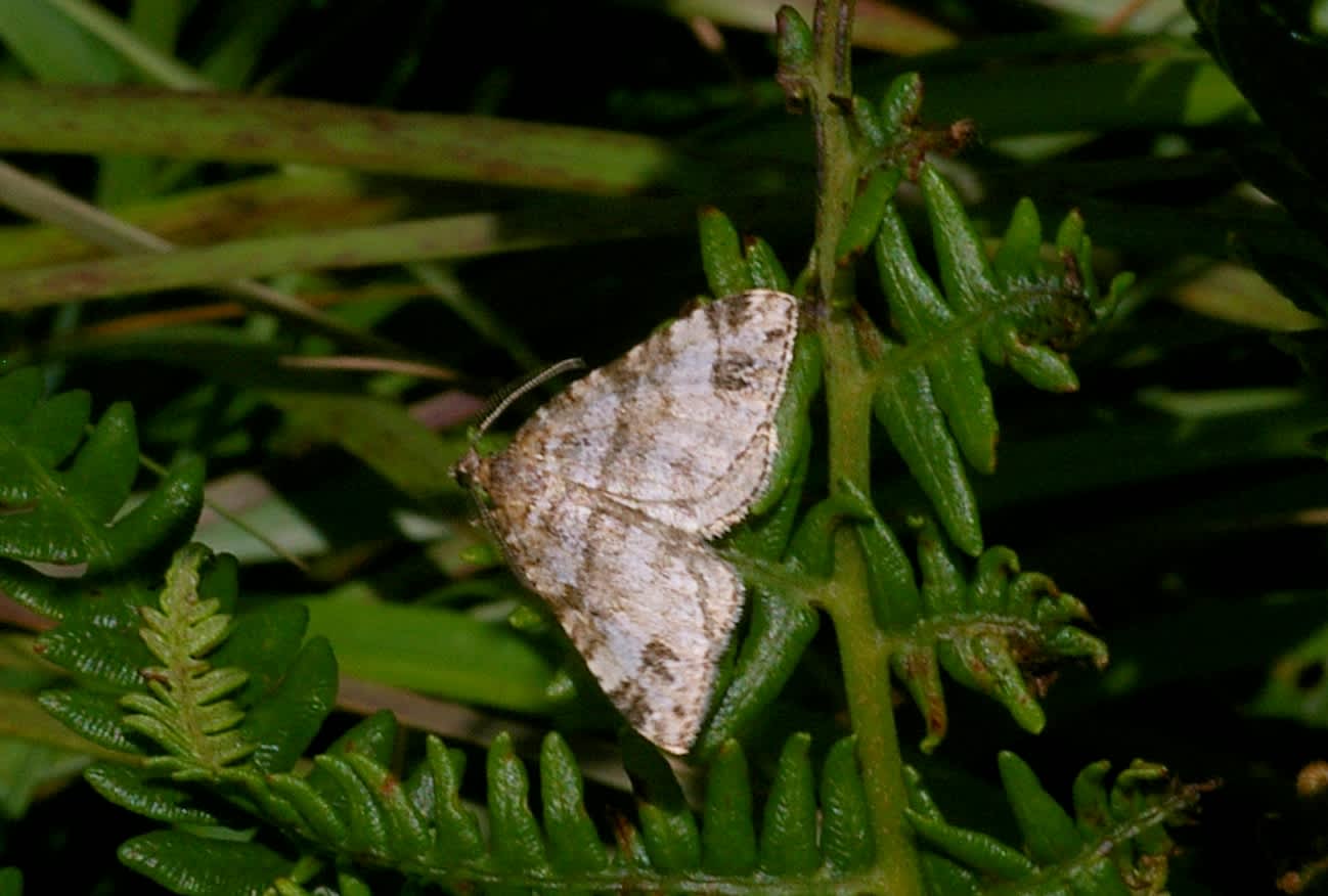 Twin-spot Carpet (Mesotype didymata) photographed in Somerset by John Connolly