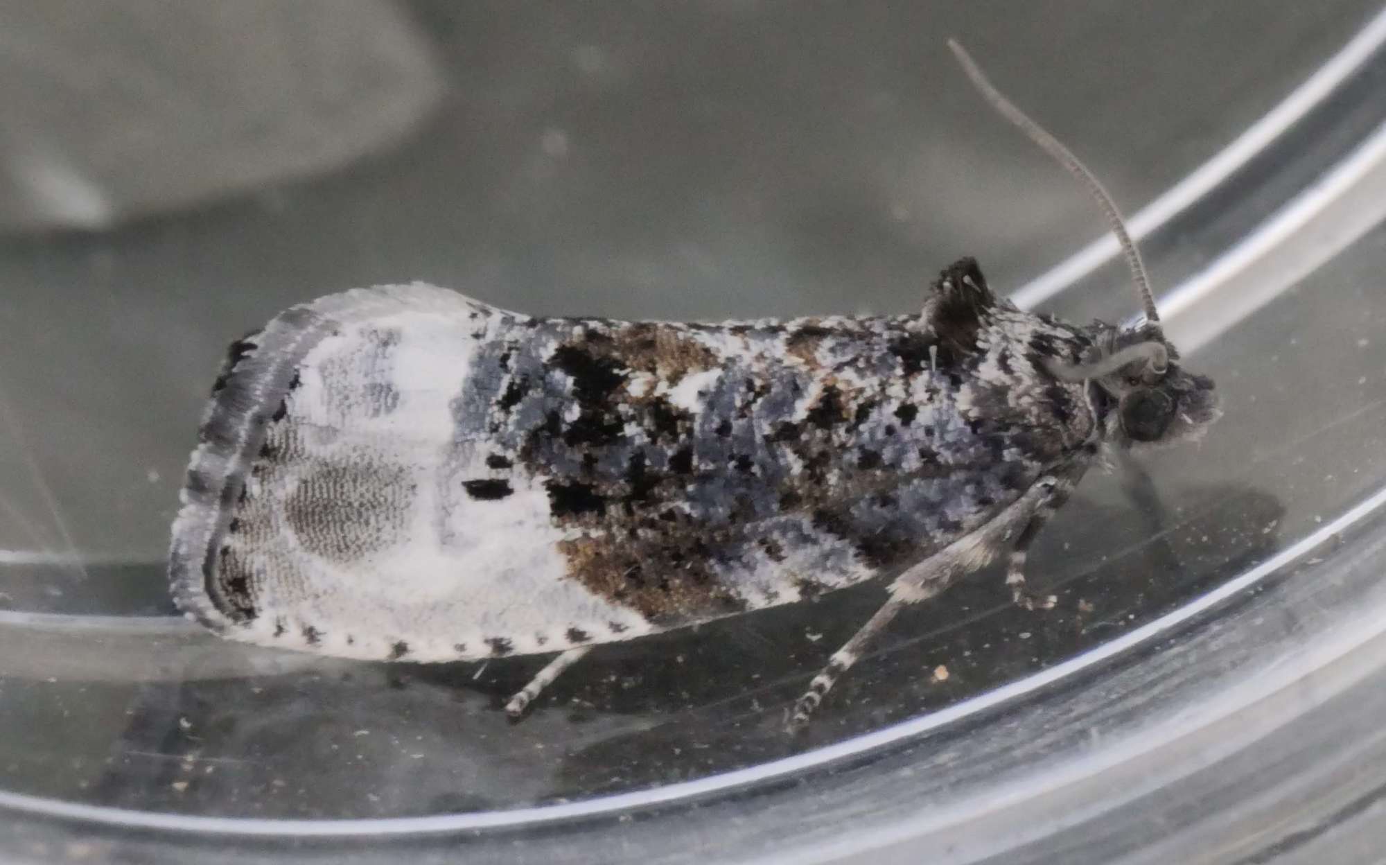 Marbled Orchard Tortrix (Hedya nubiferana) photographed in Somerset by Jenny Vickers