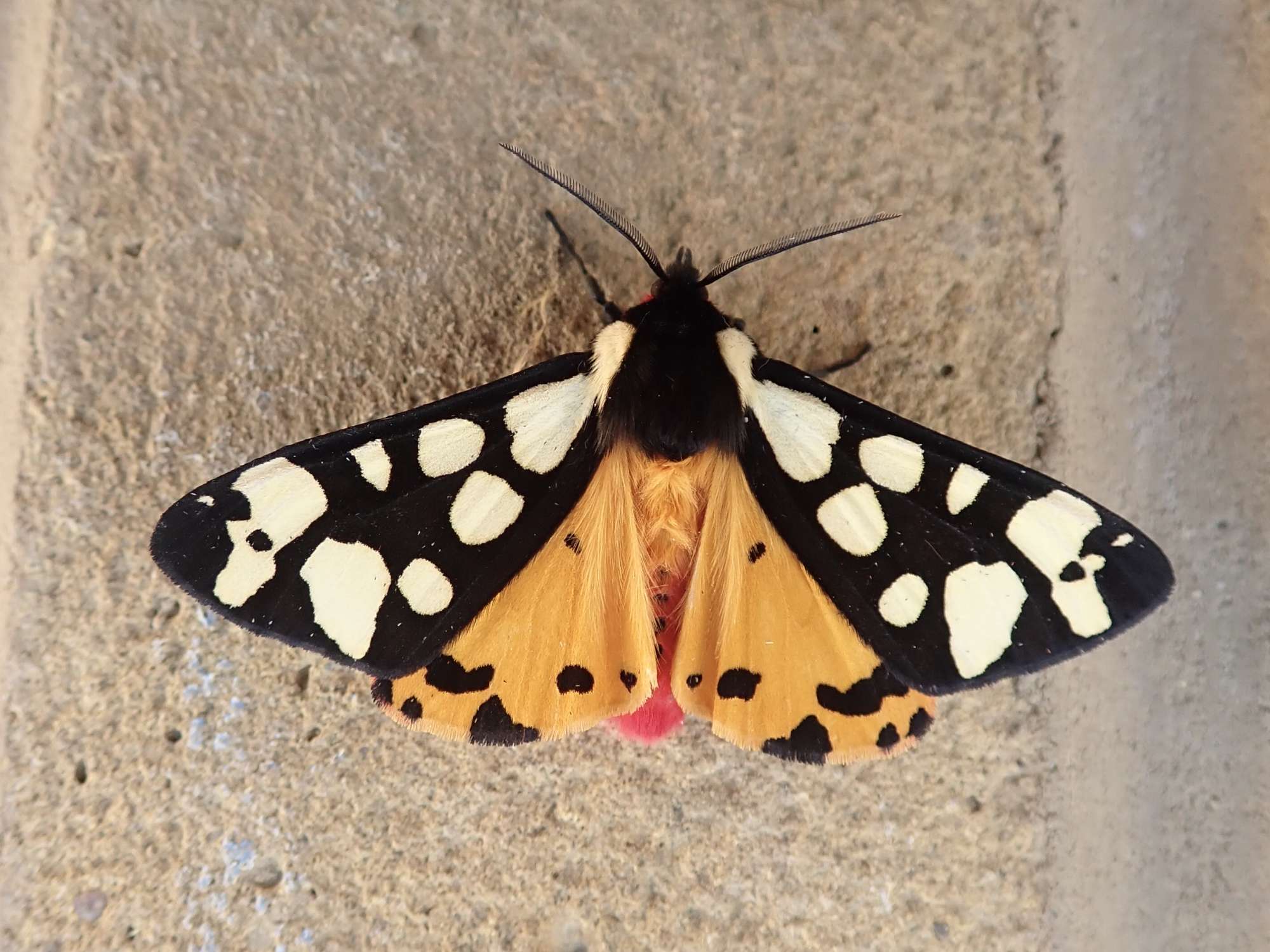 Cream-spot Tiger (Arctia villica) photographed in Somerset by Sue Davies