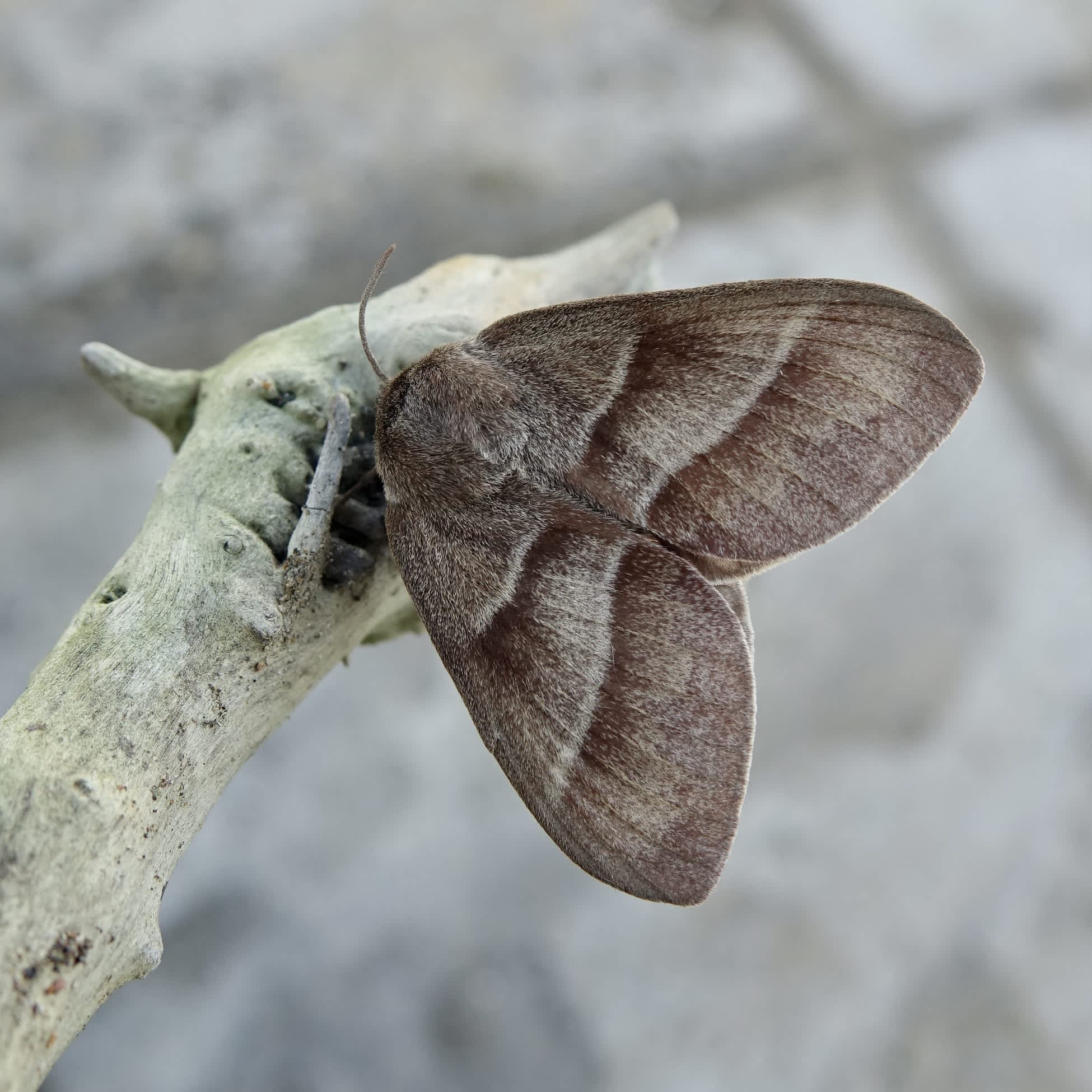 Fox Moth (Macrothylacia rubi) photographed in Somerset by Sue Davies