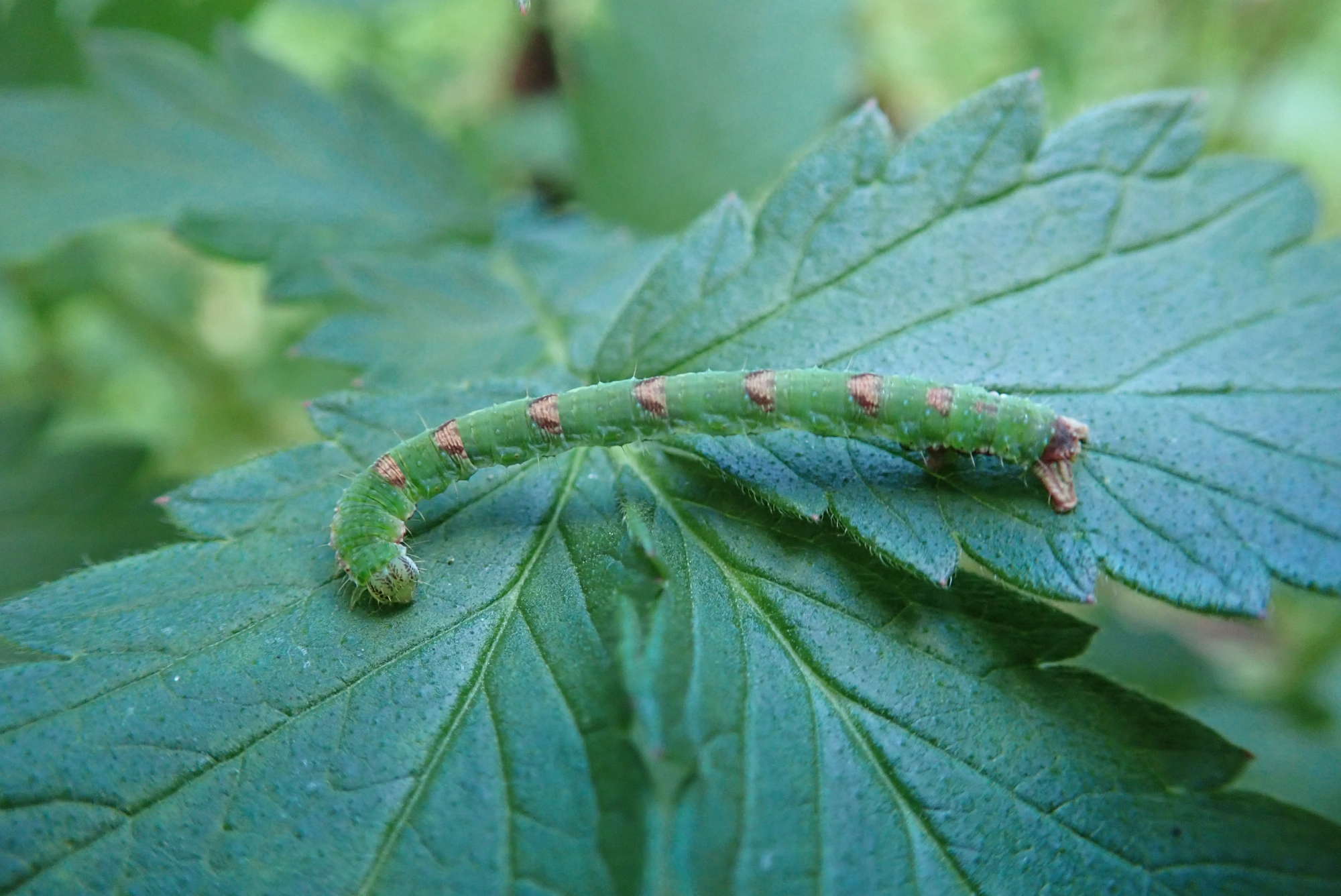 Beautiful Carpet (Mesoleuca albicillata) photographed in Somerset by Christopher Iles