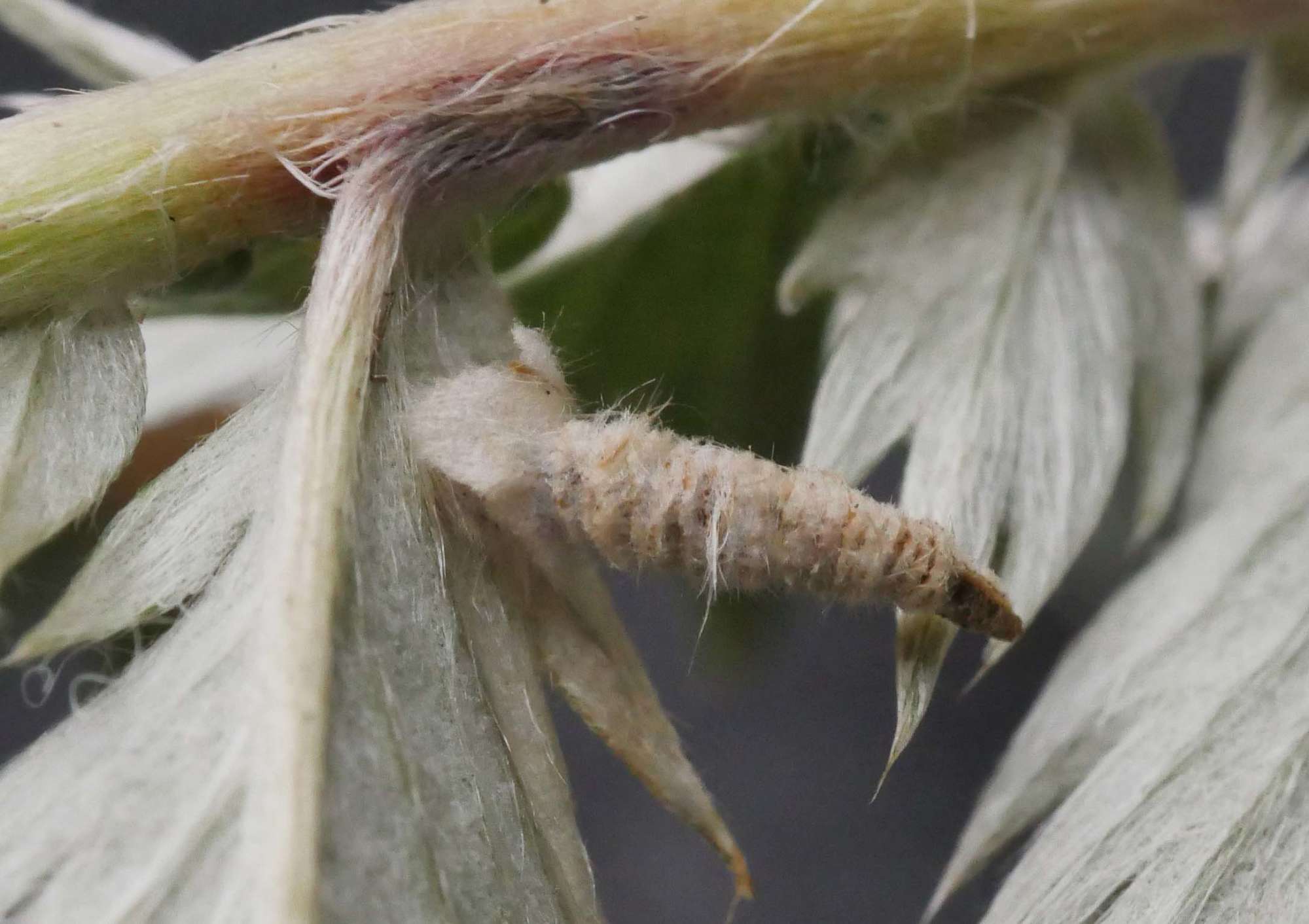 Shaded Case-bearer (Coleophora potentillae) photographed in Somerset by Jenny Vickers