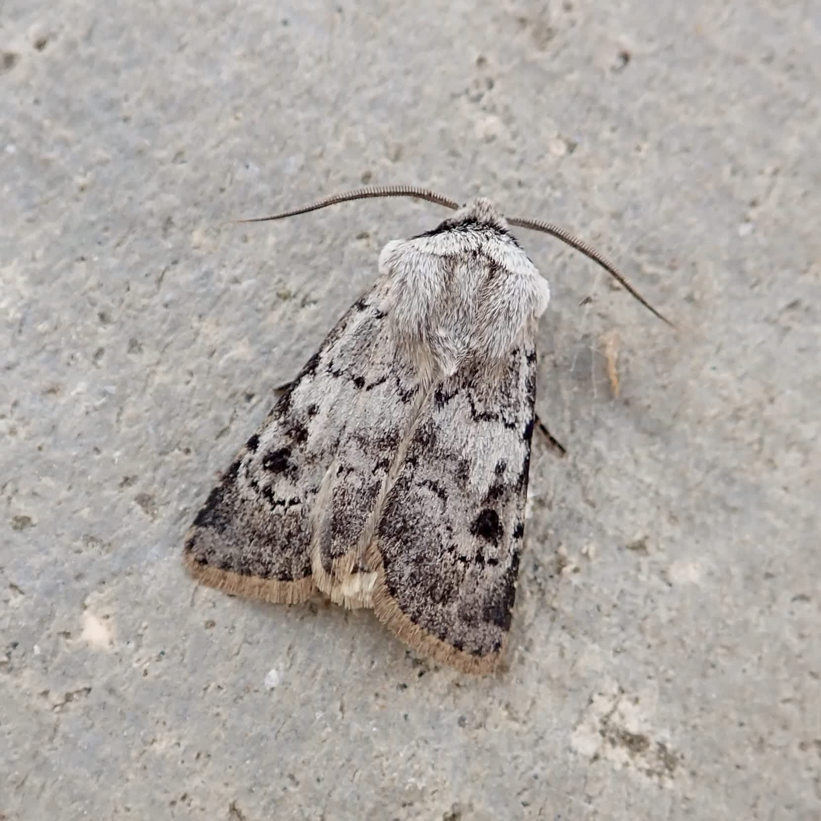 Light Feathered Rustic | Somerset Moths