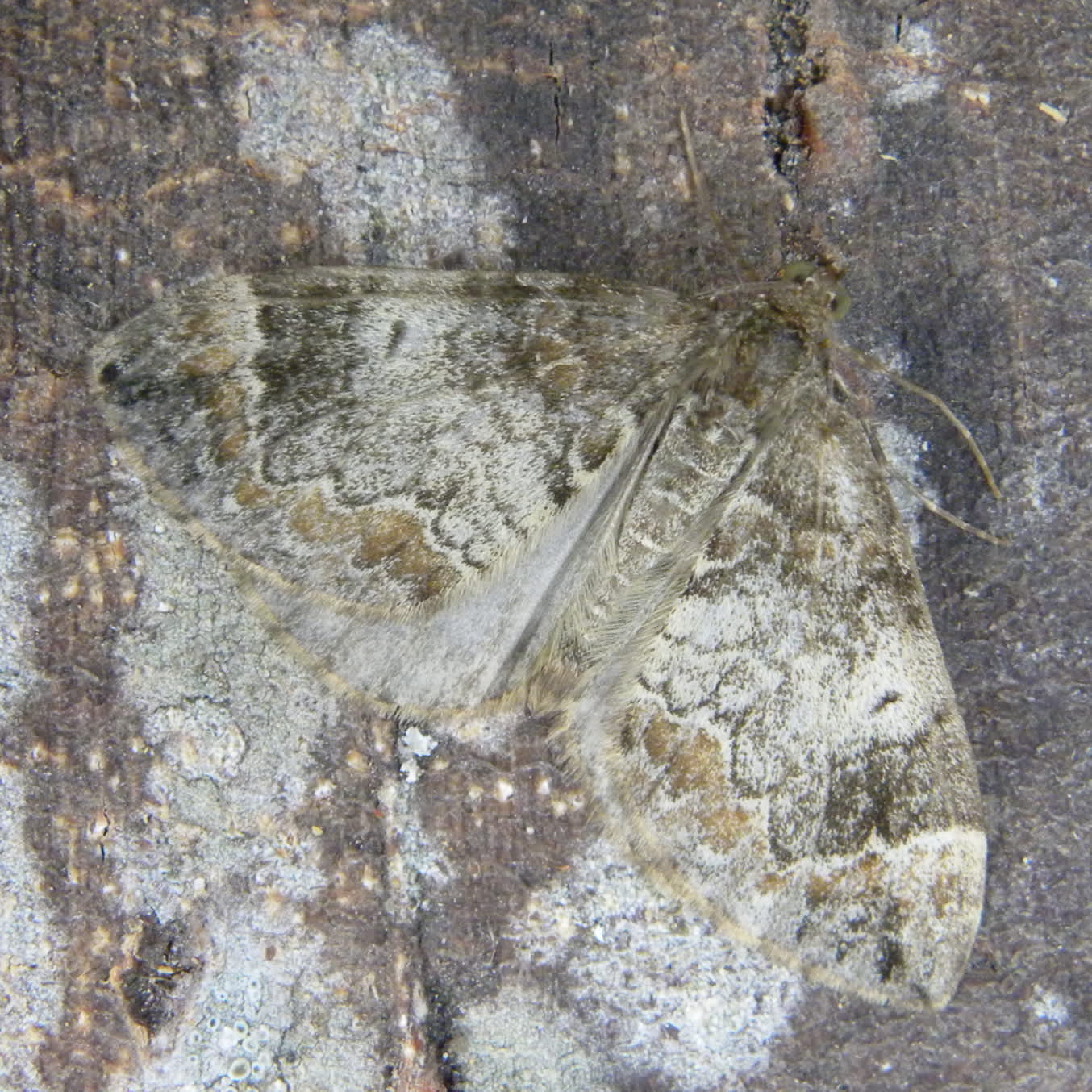 Common Marbled Carpet (Dysstroma truncata) photographed in Somerset by Sue Davies