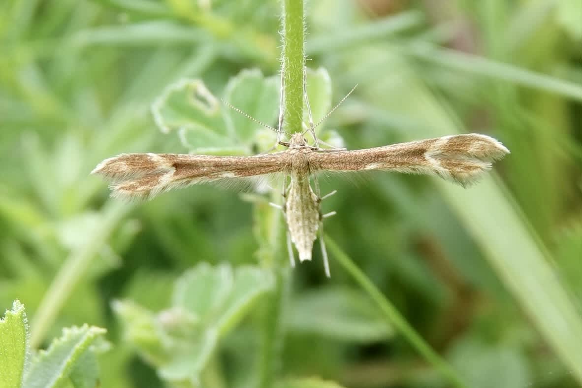 Crescent Plume (Marasmarcha lunaedactyla) photographed in Somerset by Sue Davies