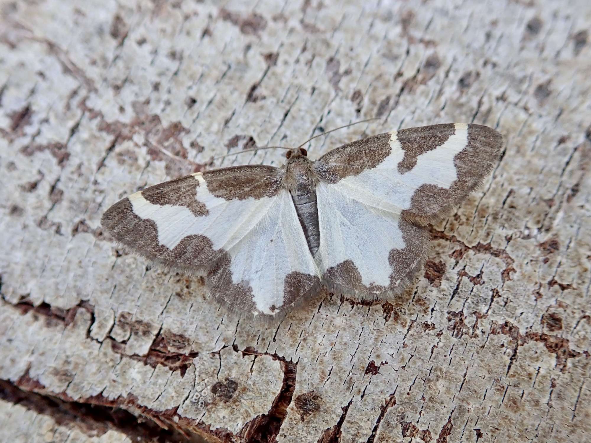 Clouded Border (Lomaspilis marginata) photographed in Somerset by Sue Davies