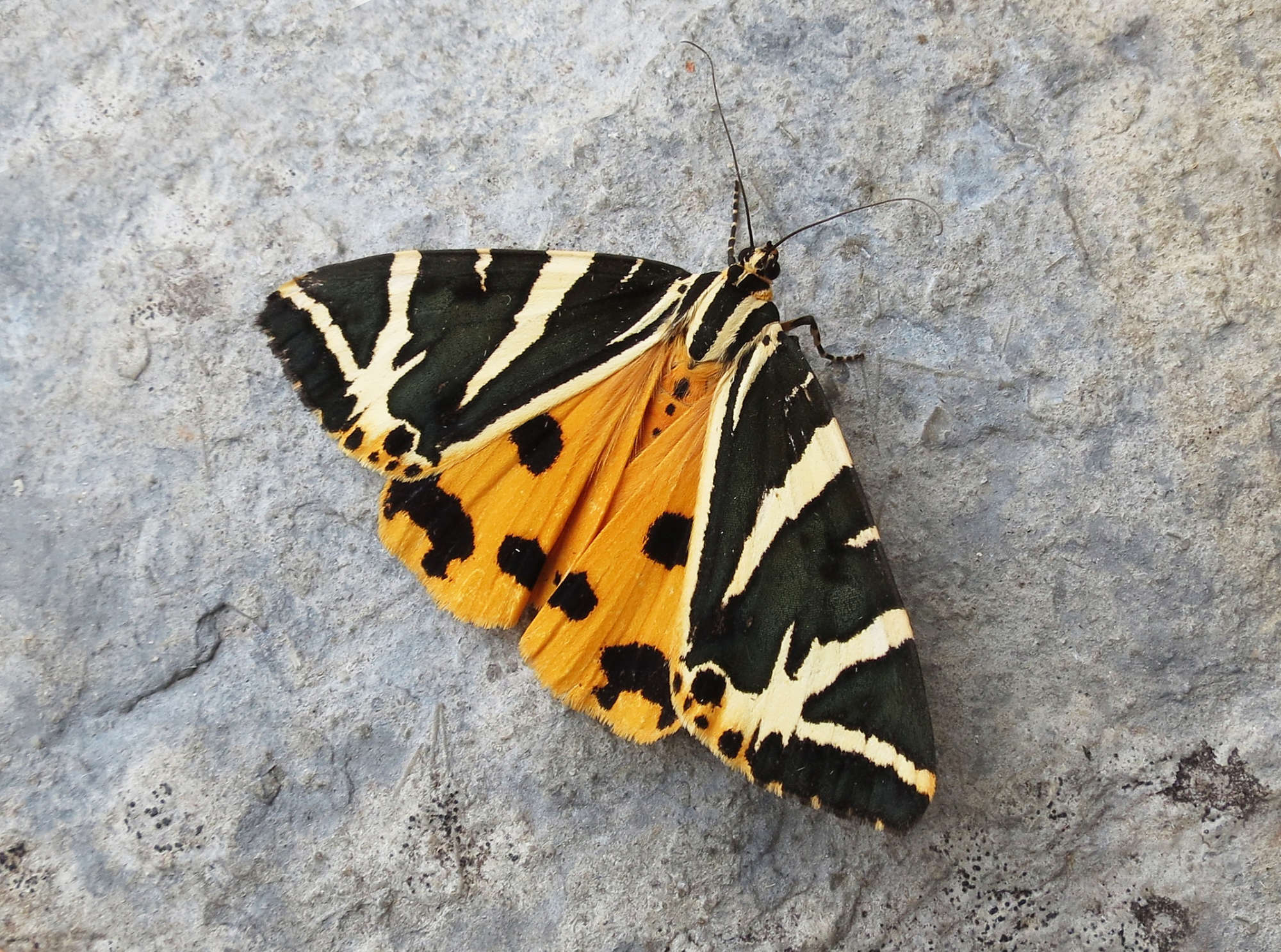 Jersey Tiger (Euplagia quadripunctaria) photographed in Somerset by Steve Chapple