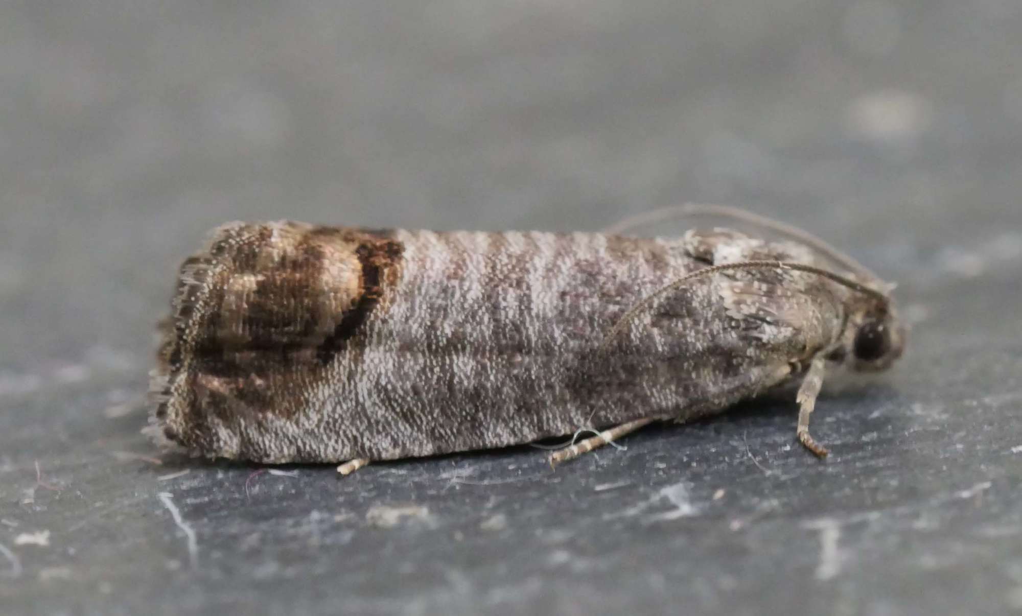 Codling Moth (Cydia pomonella) photographed in Somerset by Jenny Vickers