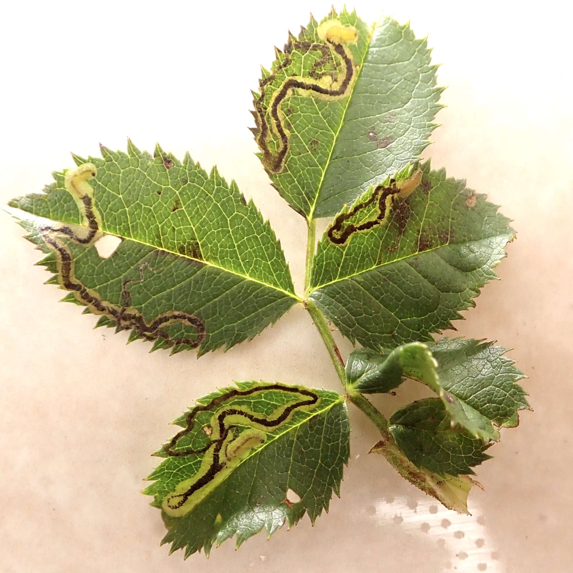 Rose Leaf-miner (Stigmella anomalella) photographed in Somerset by Sue Davies