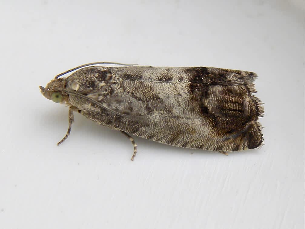 Marbled Piercer (Cydia splendana) photographed in Somerset by Sue Davies