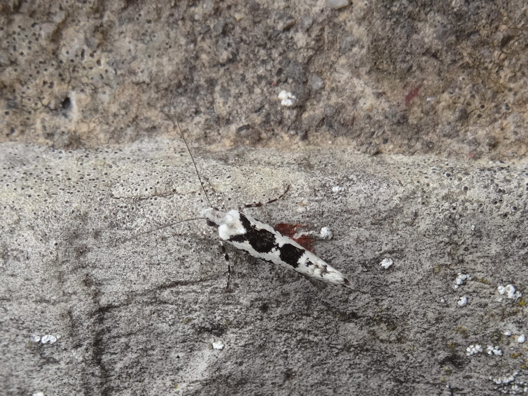 Pied Smudge (Ypsolopha sequella) photographed in Somerset by Christopher Iles